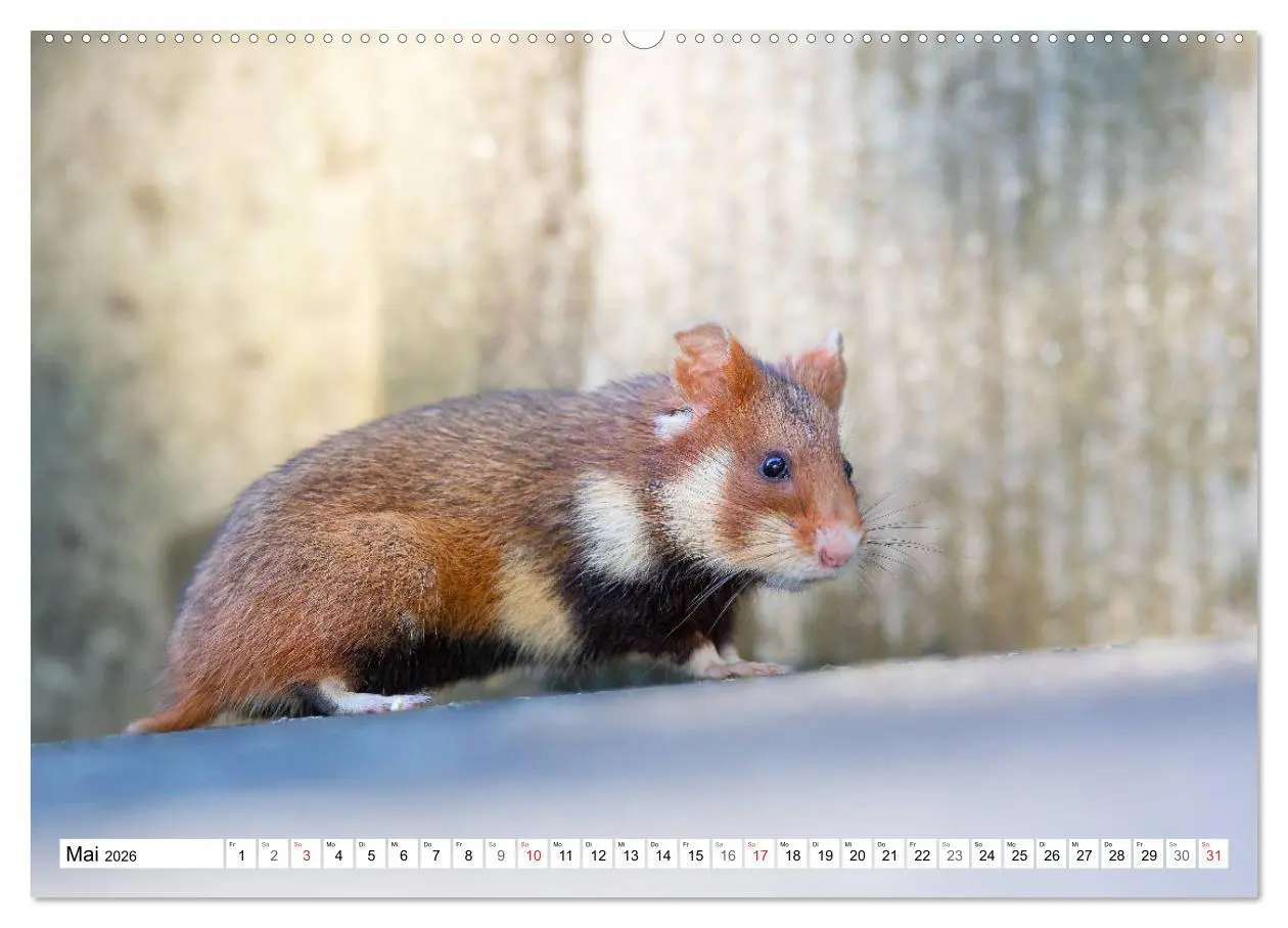 Bild: 9783457689059 | Herzige Feldhamster - farbenfrohe Nagetiere im städtischen...