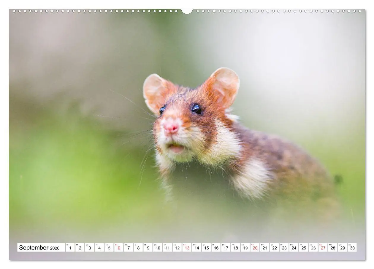Bild: 9783457689059 | Herzige Feldhamster - farbenfrohe Nagetiere im städtischen...