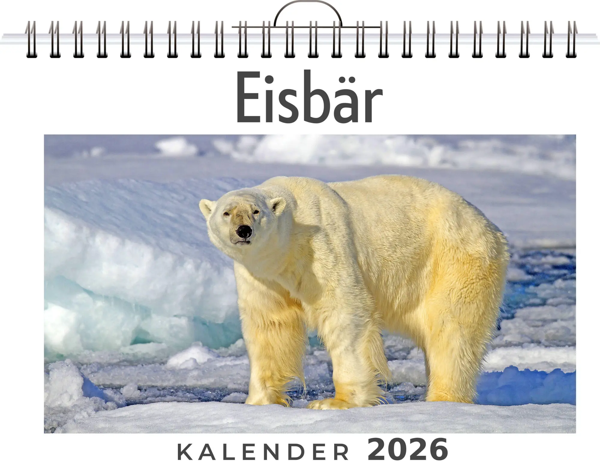 Cover: 9783759189059 | Eisbär | Anna Meier | Kalender | Deutsch | 2026 | FlipFlop