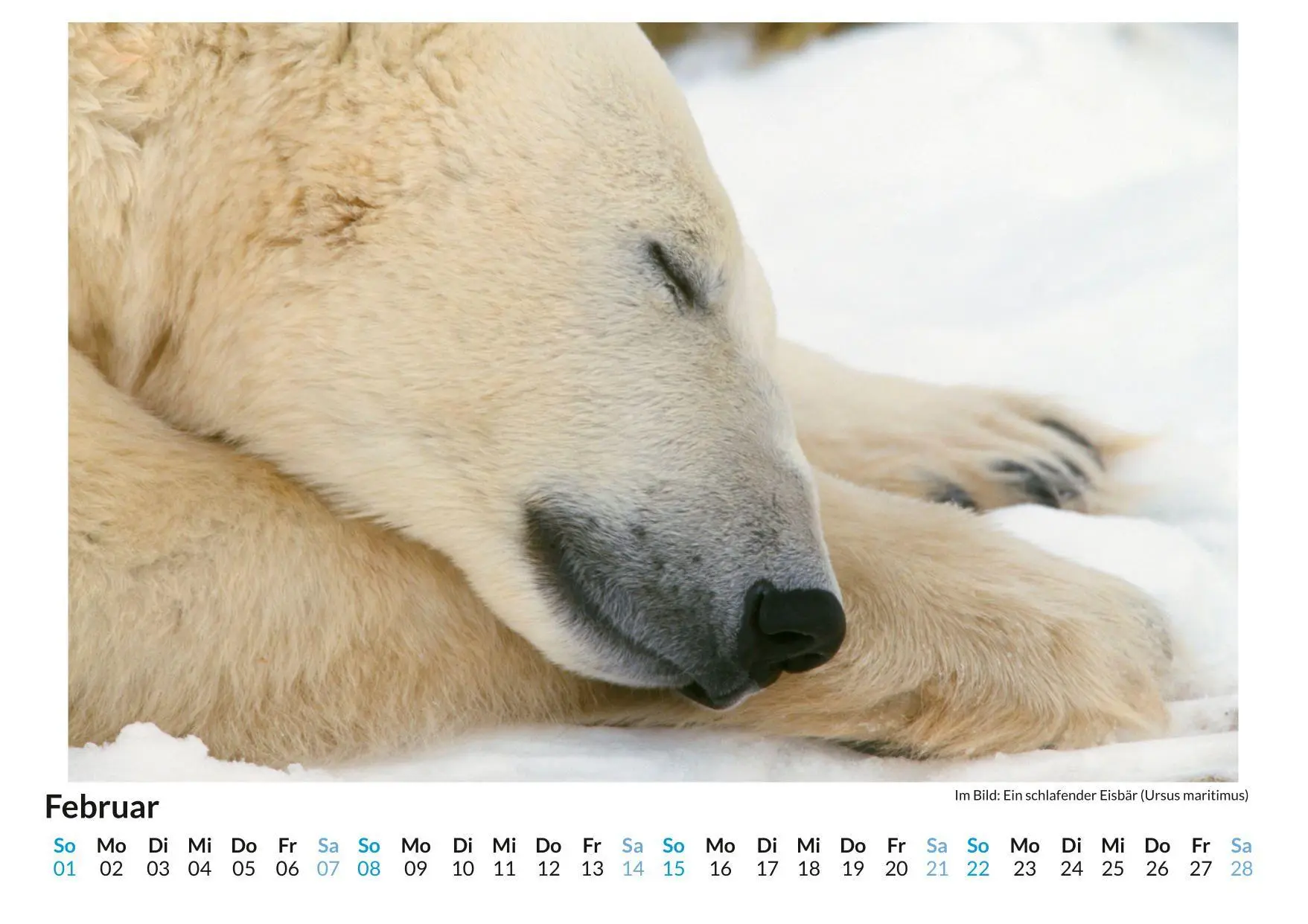 Bild: 9783759189059 | Eisbär | Anna Meier | Kalender | Deutsch | 2026 | FlipFlop