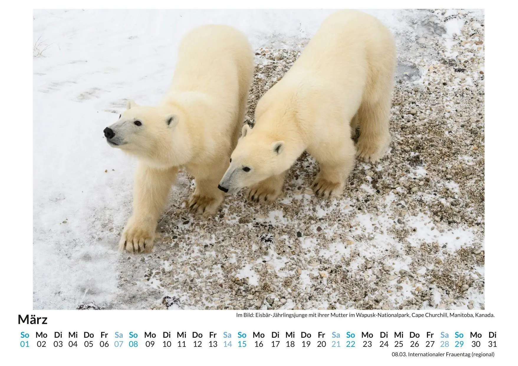 Bild: 9783759189059 | Eisbär | Anna Meier | Kalender | Deutsch | 2026 | FlipFlop