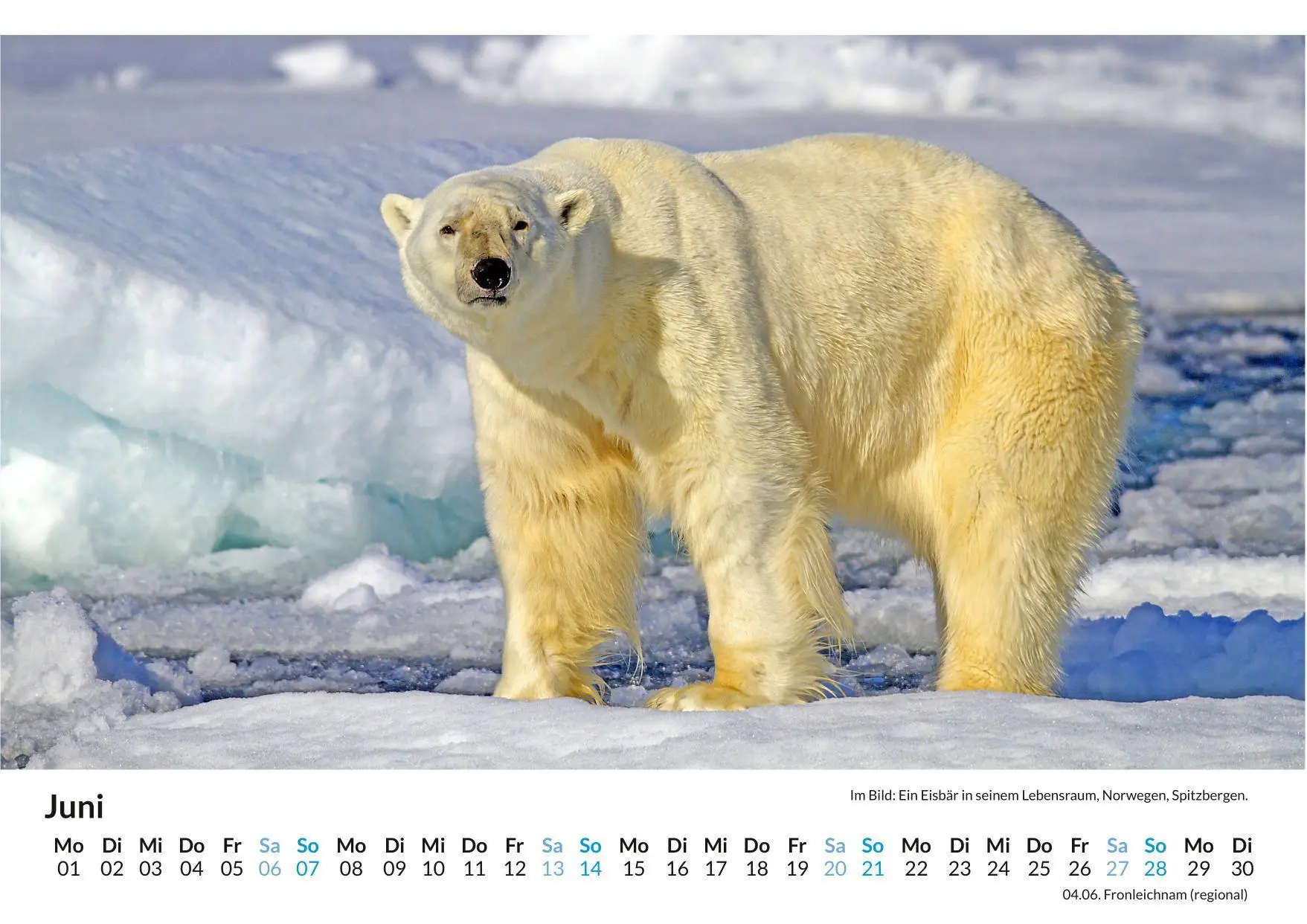 Bild: 9783759189059 | Eisbär | Anna Meier | Kalender | Deutsch | 2026 | FlipFlop