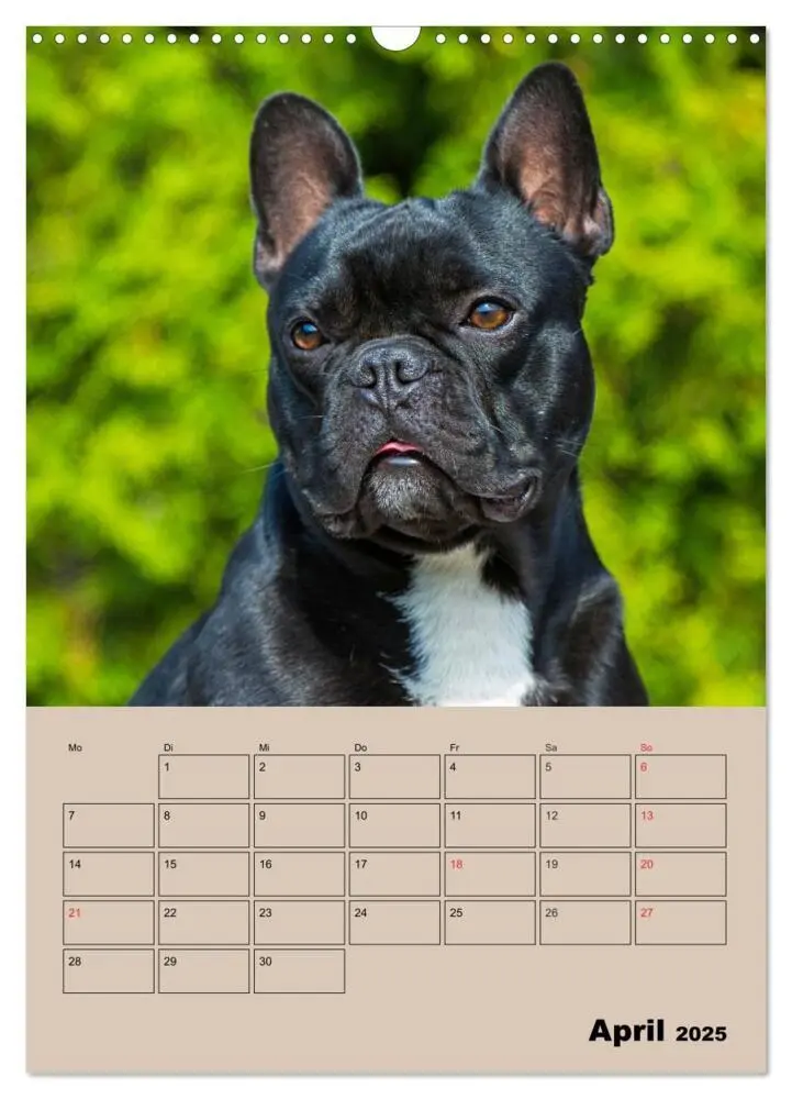 Bild: 9783435959259 | Jahresplaner Französische Bulldogge (Wandkalender 2025 DIN A3...