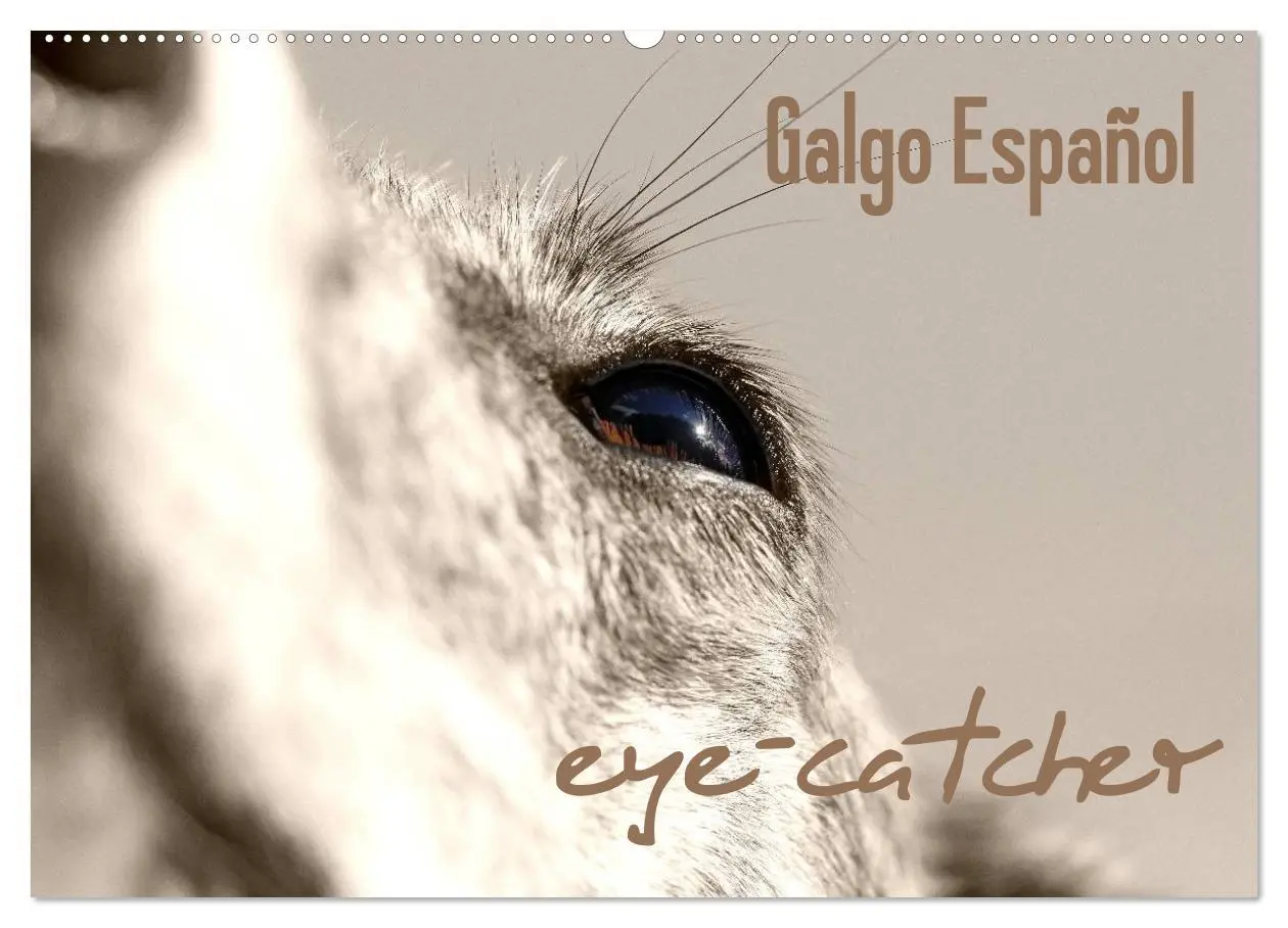 Cover: 9783457979259 | Galgo eye-catcher (Wandkalender 2026 DIN A2 quer), CALVENDO...