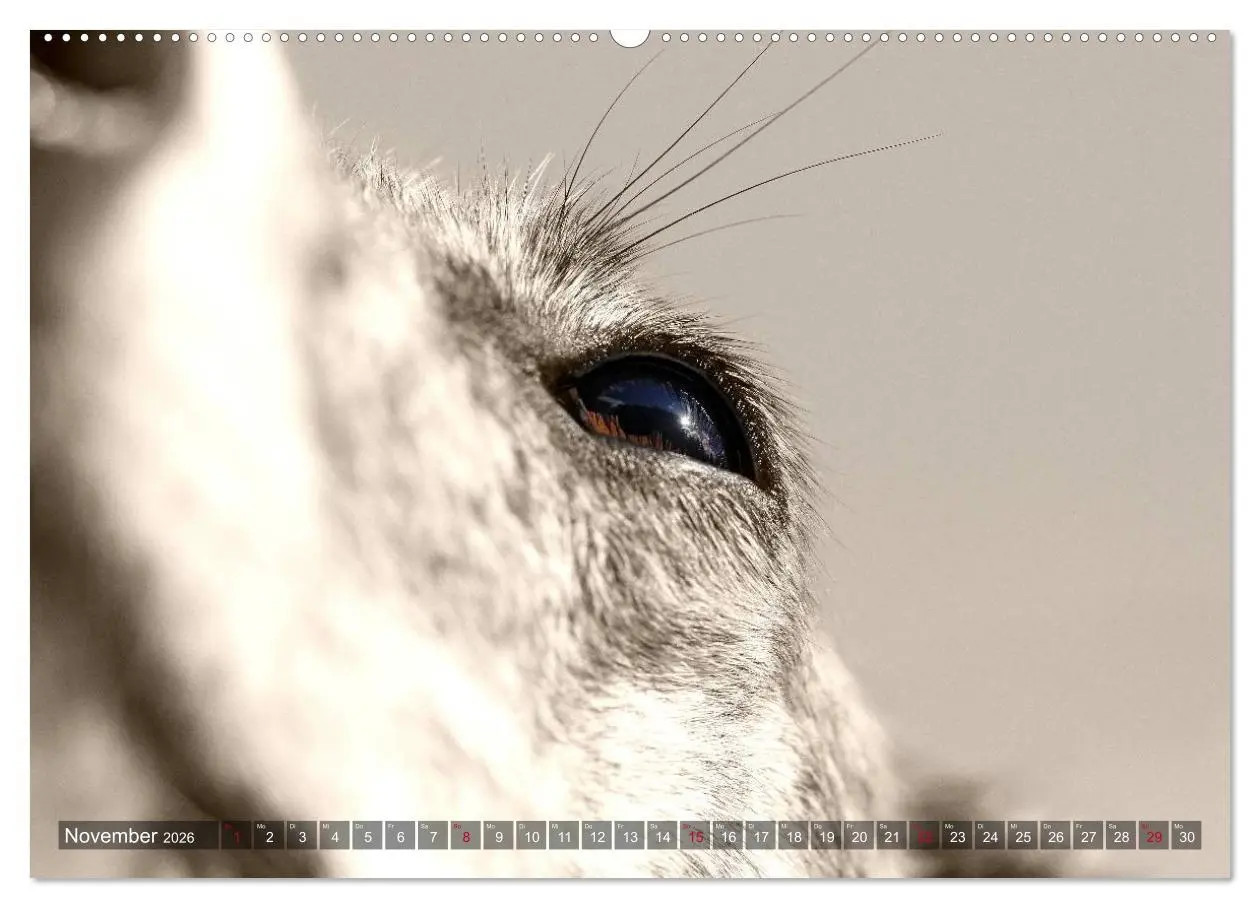 Bild: 9783457979259 | Galgo eye-catcher (Wandkalender 2026 DIN A2 quer), CALVENDO...