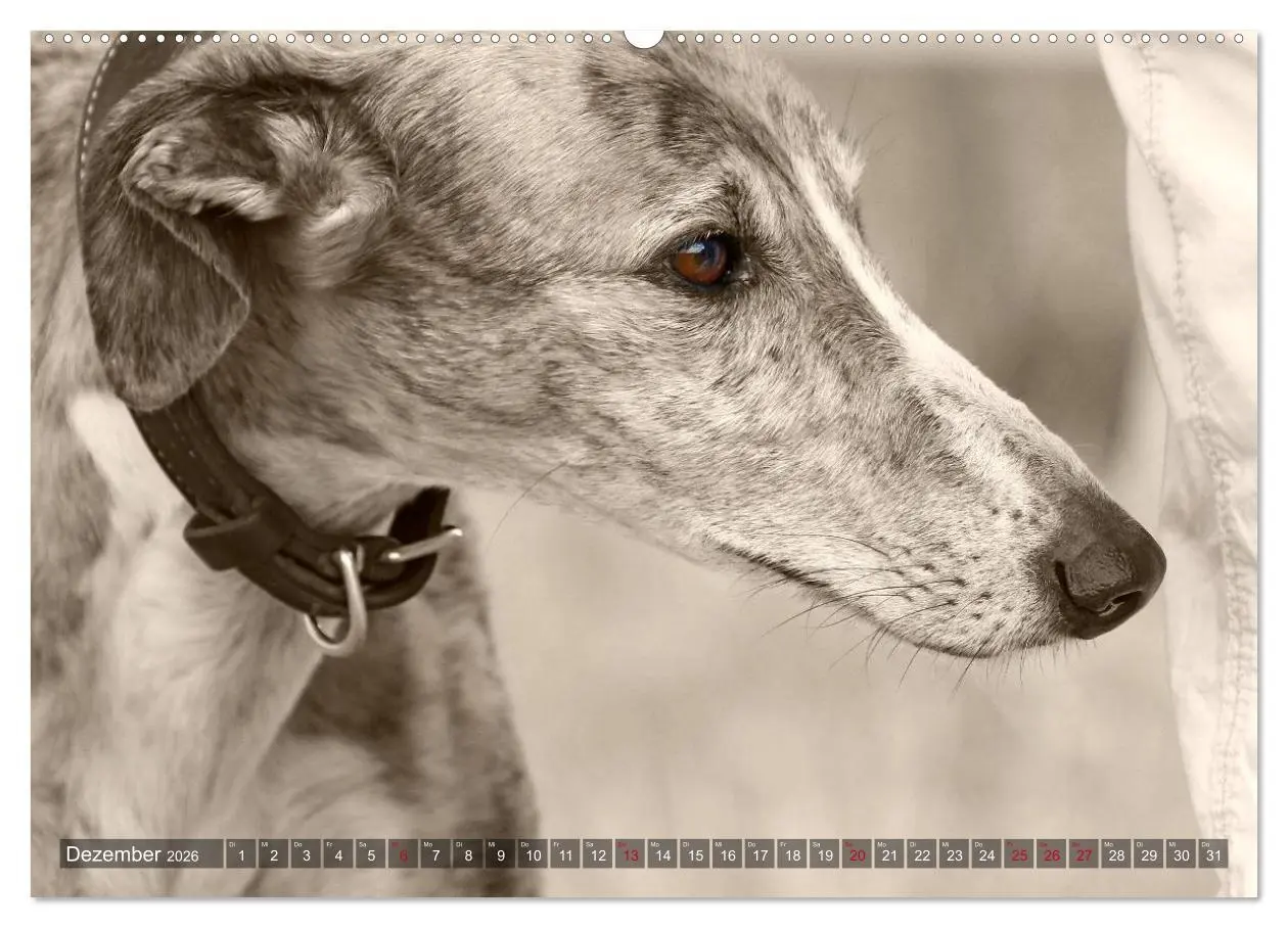 Bild: 9783457979259 | Galgo eye-catcher (Wandkalender 2026 DIN A2 quer), CALVENDO...