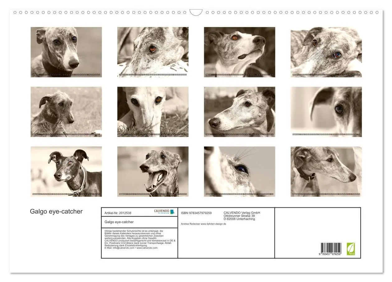 Bild: 9783457979259 | Galgo eye-catcher (Wandkalender 2026 DIN A2 quer), CALVENDO...