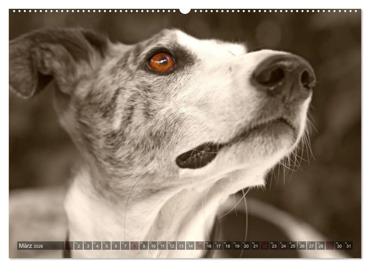 Bild: 9783457979259 | Galgo eye-catcher (Wandkalender 2026 DIN A2 quer), CALVENDO...