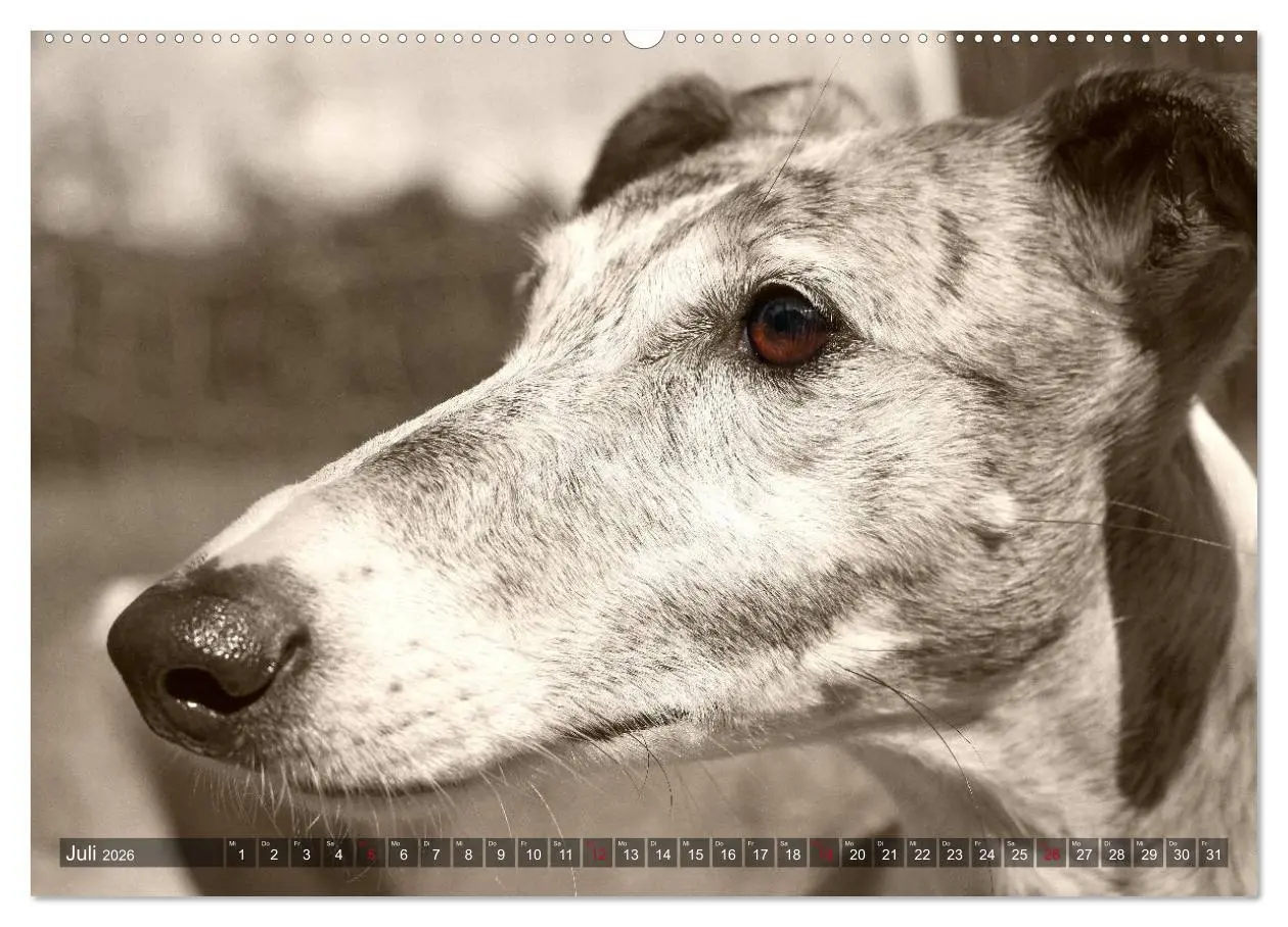 Bild: 9783457979259 | Galgo eye-catcher (Wandkalender 2026 DIN A2 quer), CALVENDO...