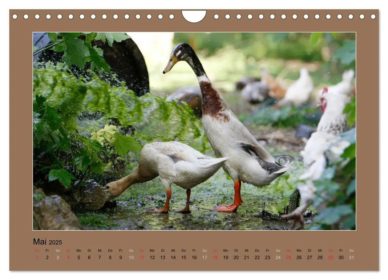 Bild: 9783435569359 | Laufenten immer was zu Schnattern (Wandkalender 2025 DIN A4 quer),...