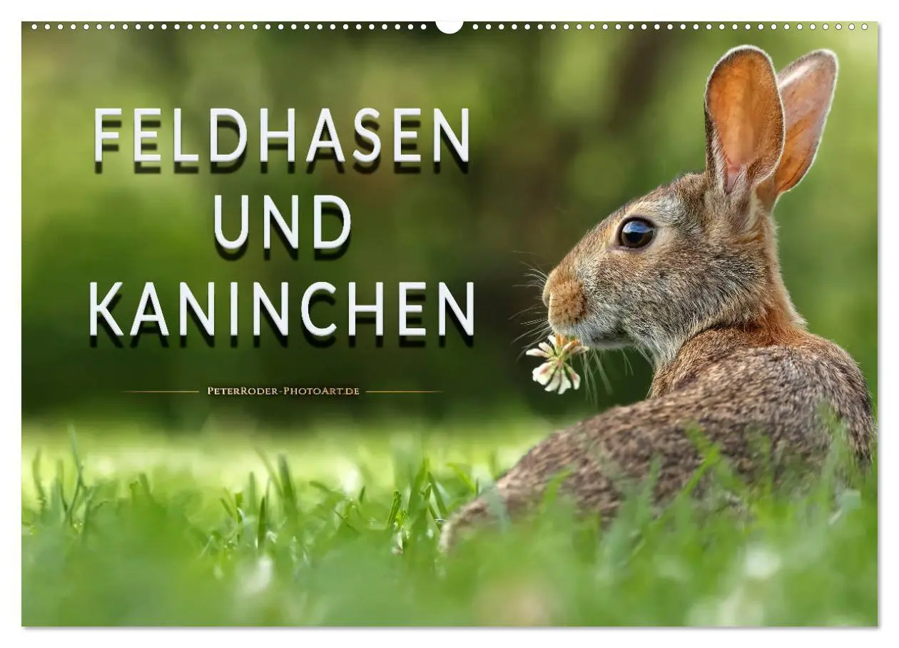 Cover: 9783457729359 | Feldhasen und Kaninchen (Wandkalender 2026 DIN A2 quer), CALVENDO...
