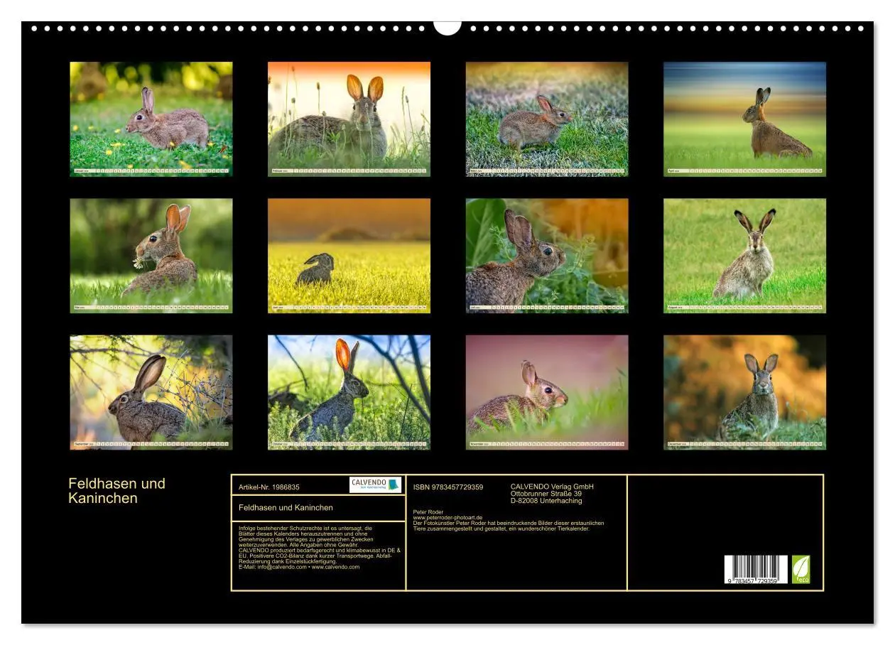 Bild: 9783457729359 | Feldhasen und Kaninchen (Wandkalender 2026 DIN A2 quer), CALVENDO...