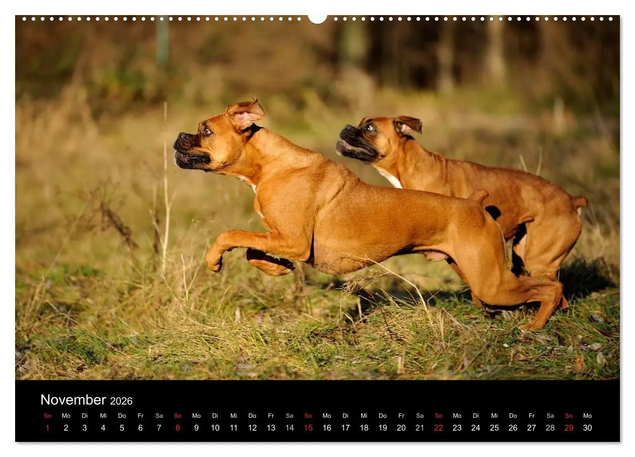 Bild: 9783516049459 | Boxer ? Was sonst ! (Wandkalender 2026 DIN A2 quer), CALVENDO...