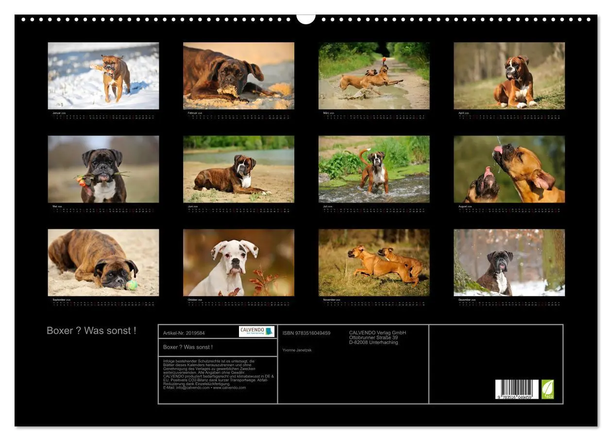 Bild: 9783516049459 | Boxer ? Was sonst ! (Wandkalender 2026 DIN A2 quer), CALVENDO...