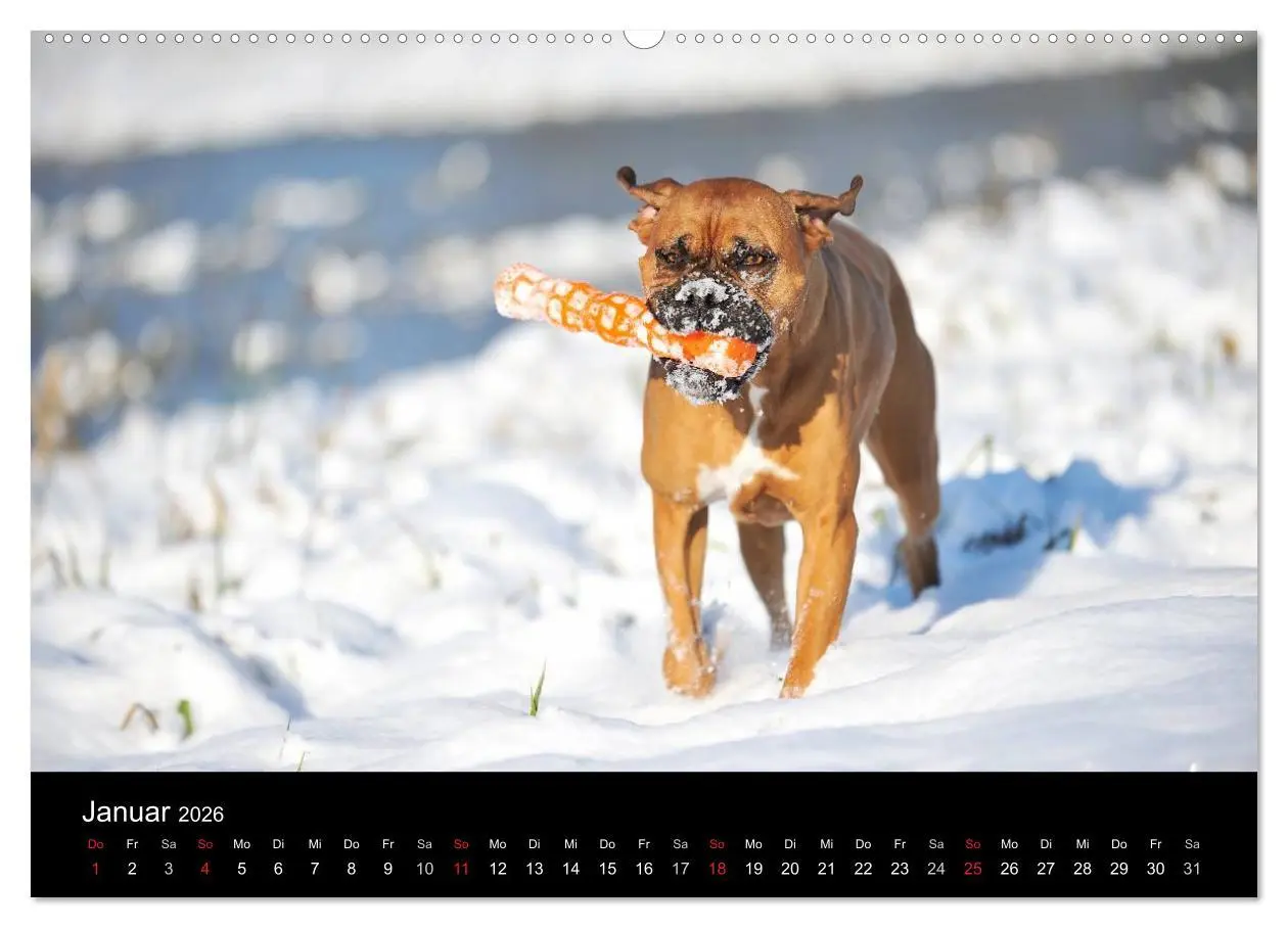 Bild: 9783516049459 | Boxer ? Was sonst ! (Wandkalender 2026 DIN A2 quer), CALVENDO...