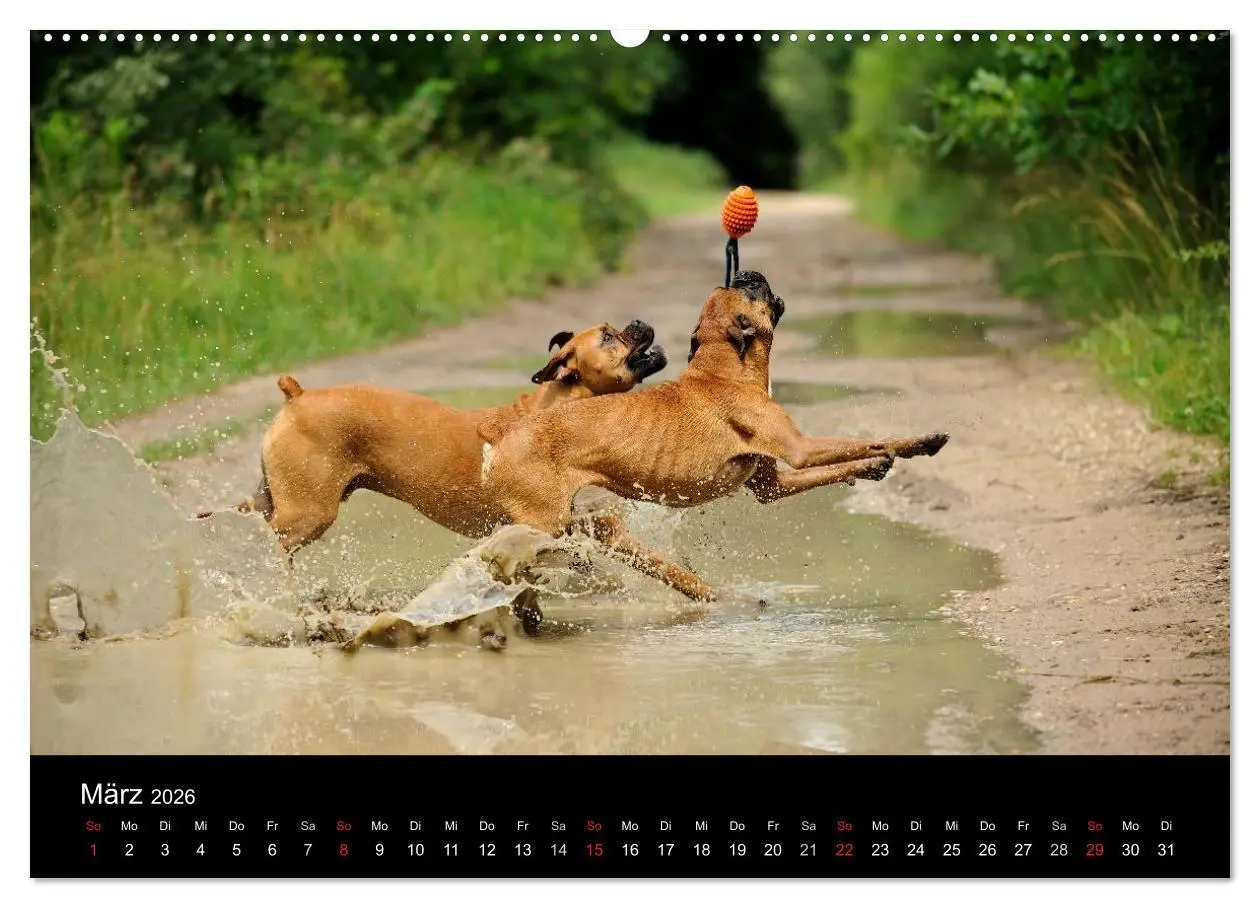 Bild: 9783516049459 | Boxer ? Was sonst ! (Wandkalender 2026 DIN A2 quer), CALVENDO...