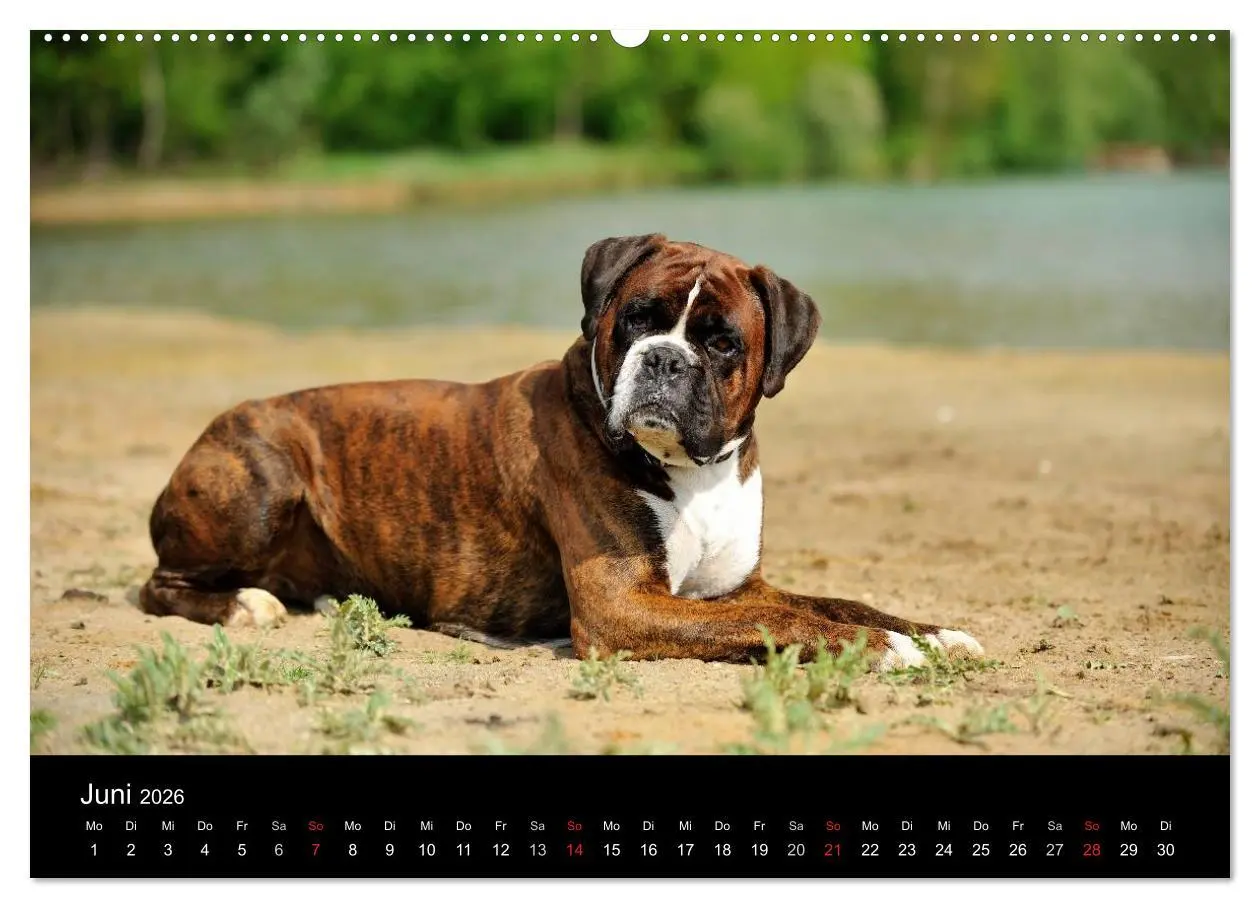 Bild: 9783516049459 | Boxer ? Was sonst ! (Wandkalender 2026 DIN A2 quer), CALVENDO...