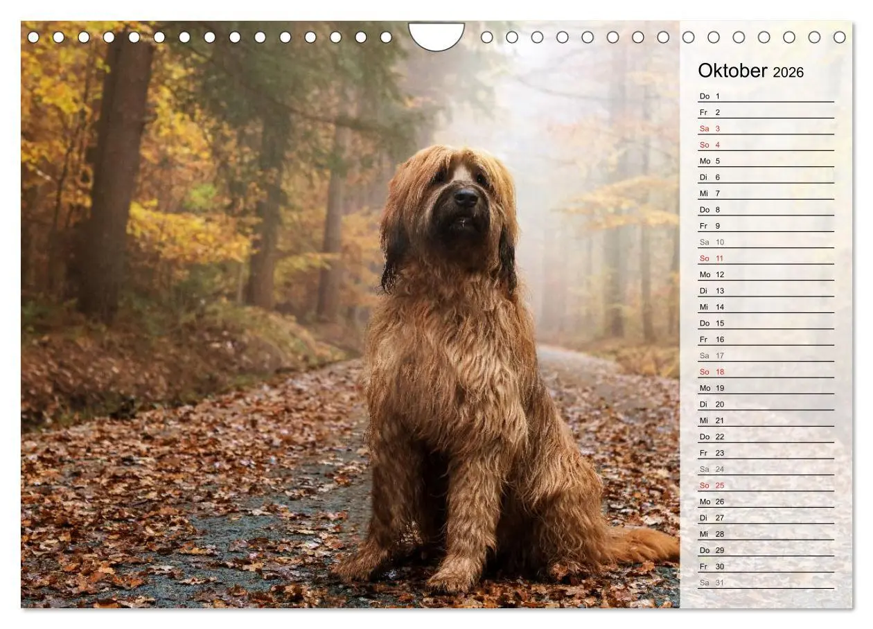 Bild: 9783457949559 | Der Briard 2026 - Ein echter Charmeur (Wandkalender 2026 DIN A4...