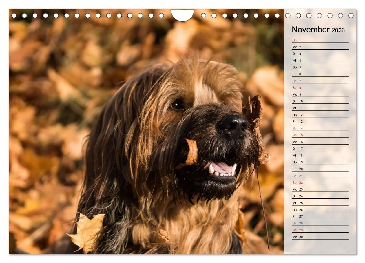 Bild: 9783457949559 | Der Briard 2026 - Ein echter Charmeur (Wandkalender 2026 DIN A4...