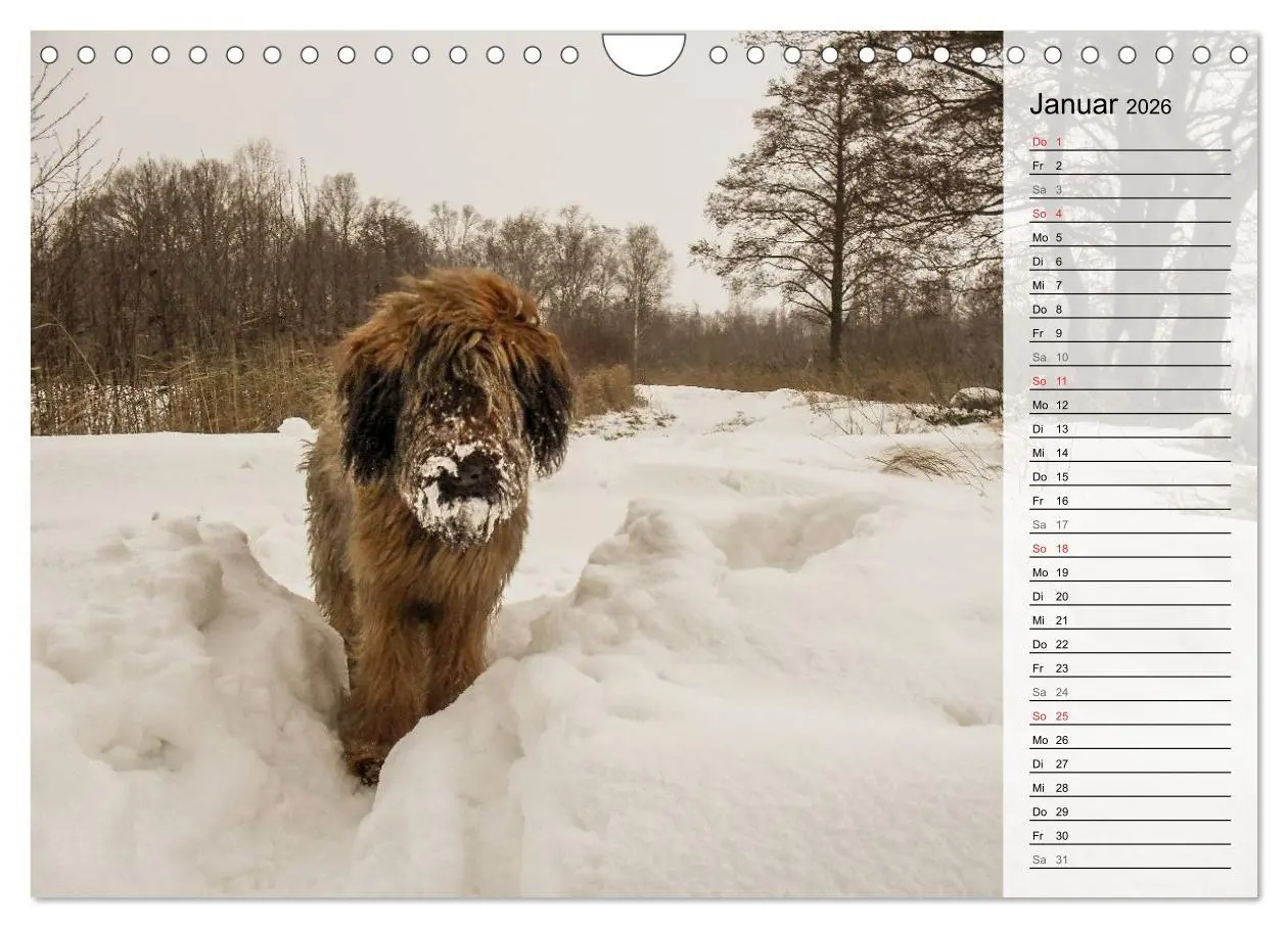 Bild: 9783457949559 | Der Briard 2026 - Ein echter Charmeur (Wandkalender 2026 DIN A4...