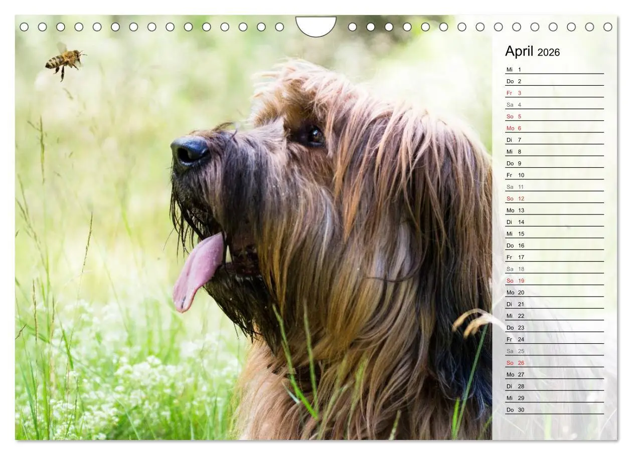 Bild: 9783457949559 | Der Briard 2026 - Ein echter Charmeur (Wandkalender 2026 DIN A4...