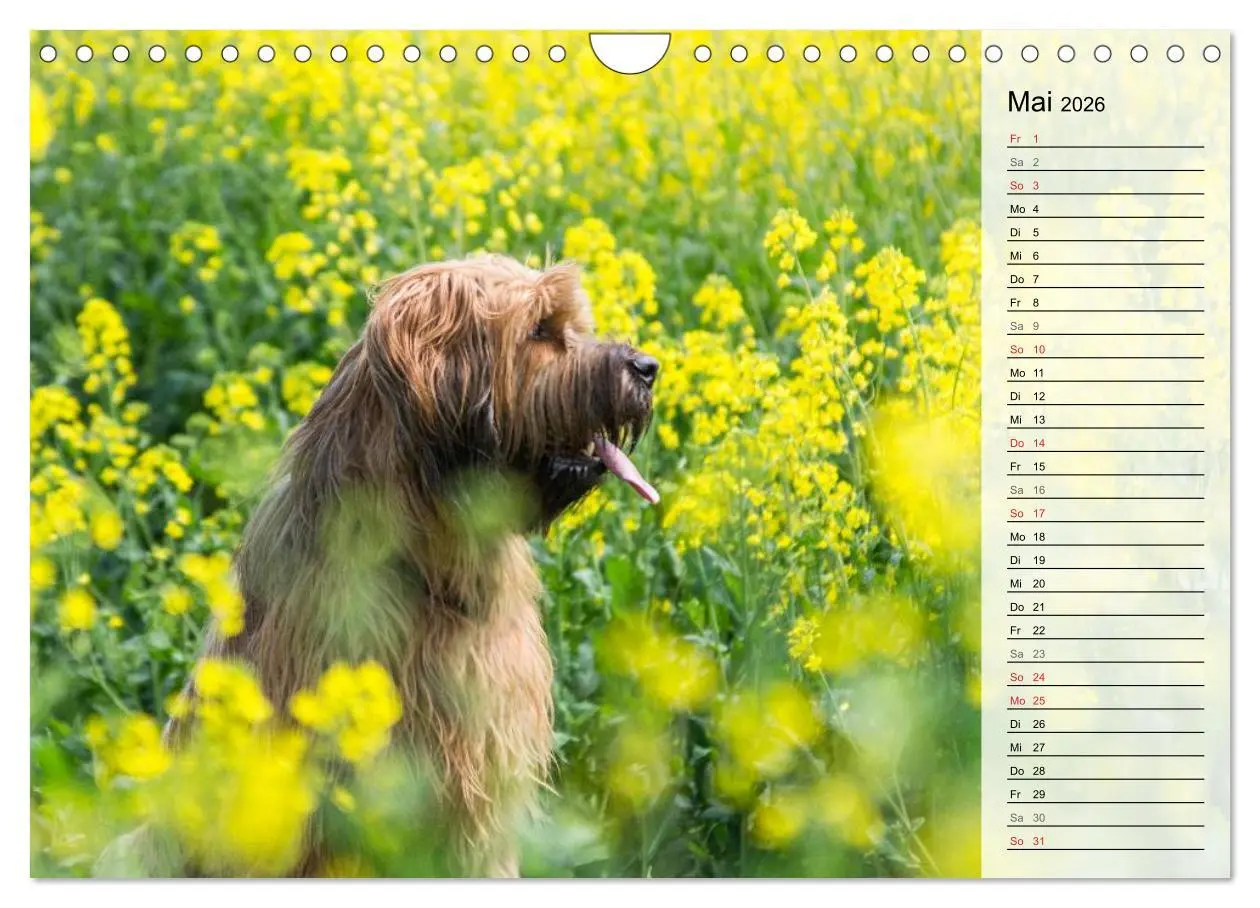 Bild: 9783457949559 | Der Briard 2026 - Ein echter Charmeur (Wandkalender 2026 DIN A4...