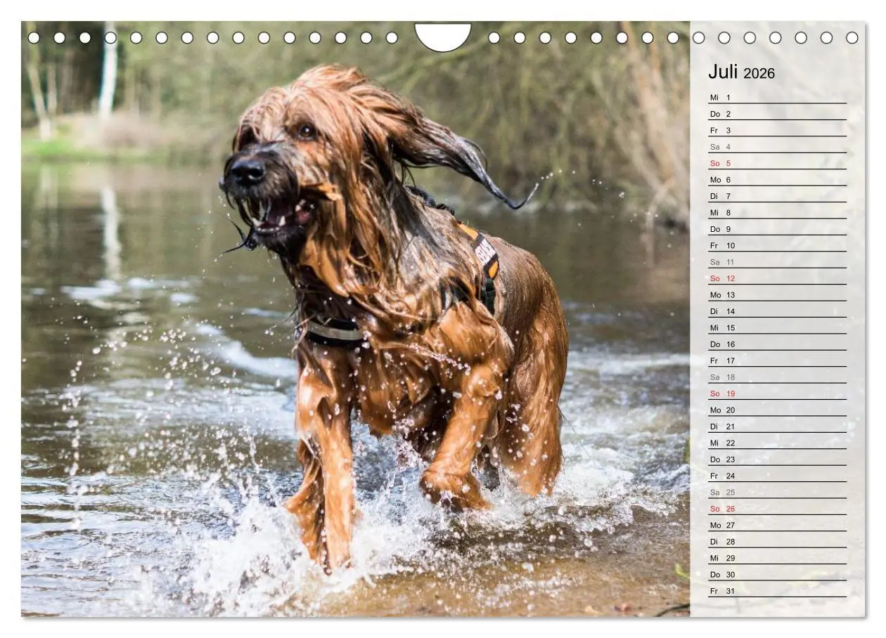 Bild: 9783457949559 | Der Briard 2026 - Ein echter Charmeur (Wandkalender 2026 DIN A4...