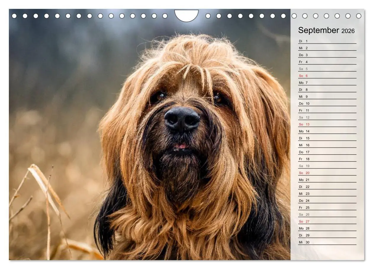 Bild: 9783457949559 | Der Briard 2026 - Ein echter Charmeur (Wandkalender 2026 DIN A4...
