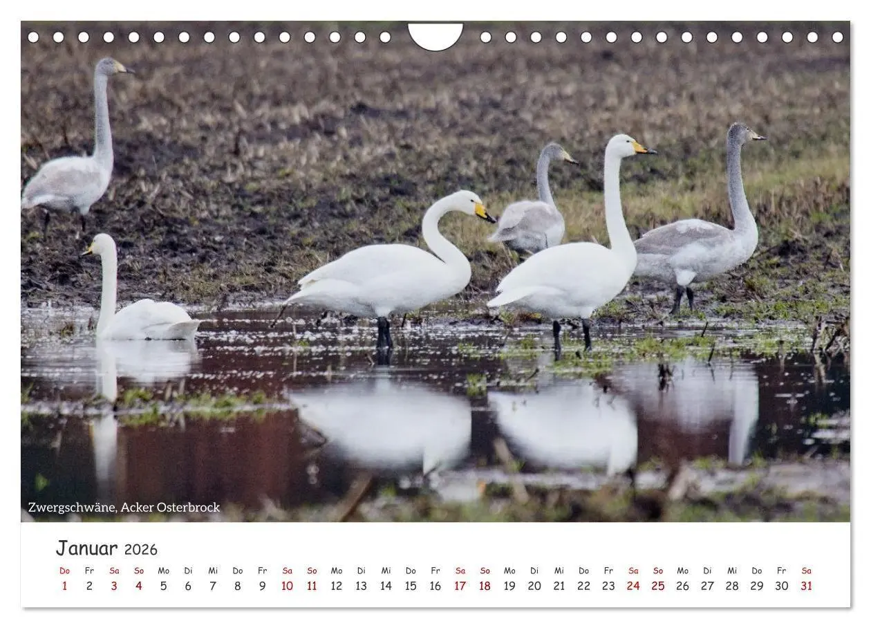 Bild: 9783516729559 | Emsland Impressionen (Wandkalender 2026 DIN A4 quer), CALVENDO...
