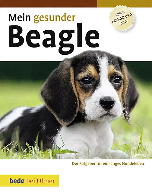 Cover: 9783800169559 | Mein gesunder Beagle | Paul Jordan | Buch | 120 S. | Deutsch | 2010