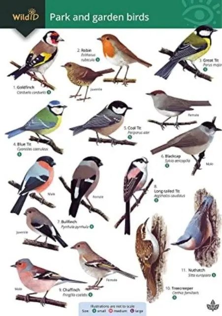 Cover: 9781908819659 | Park and garden birds | Rebecca Farley-Brown | Taschenbuch | Englisch