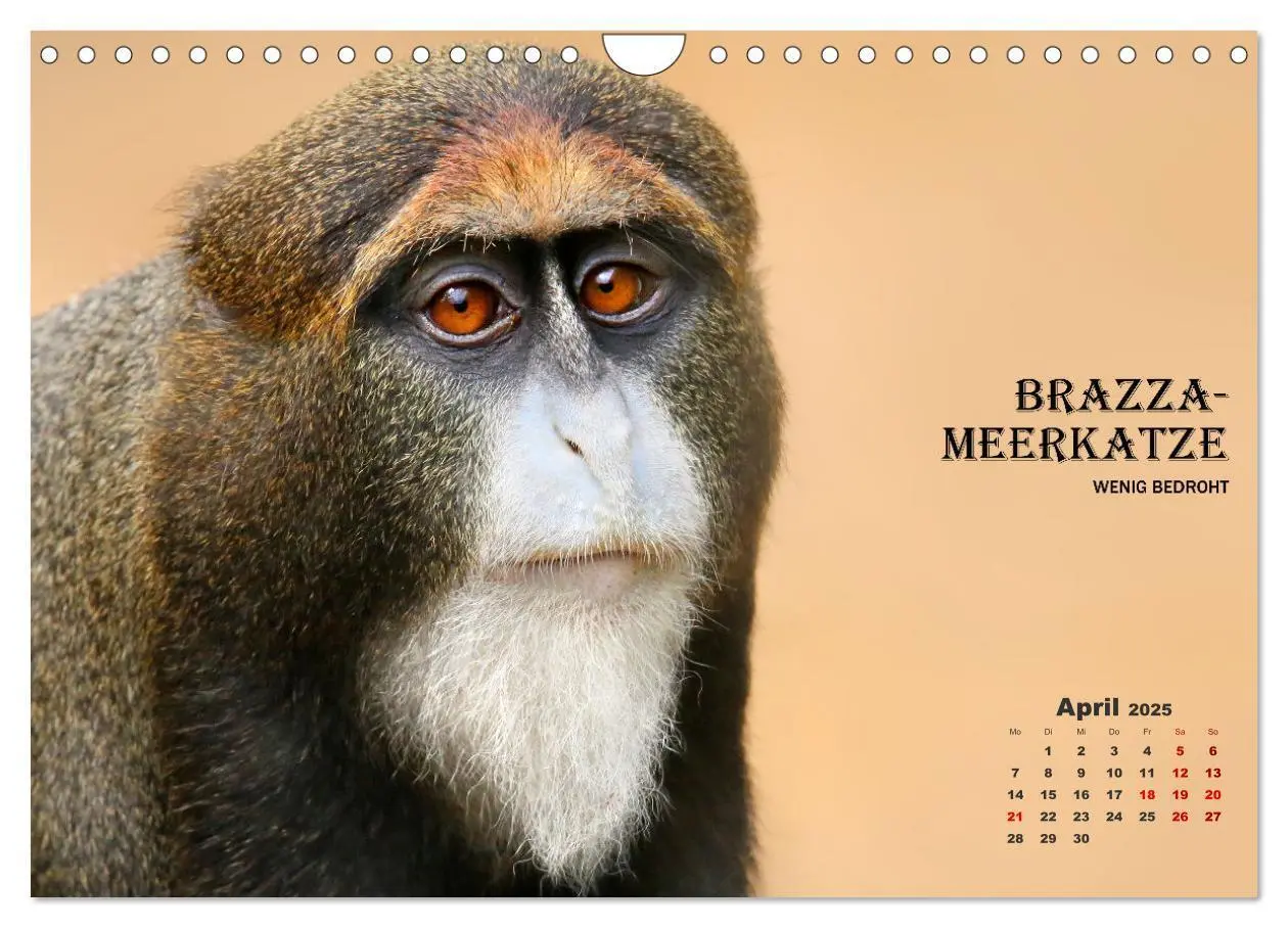 Bild: 9783435089659 | AFFENPORTRÄTS (Wandkalender 2025 DIN A4 quer), CALVENDO Monatskalender
