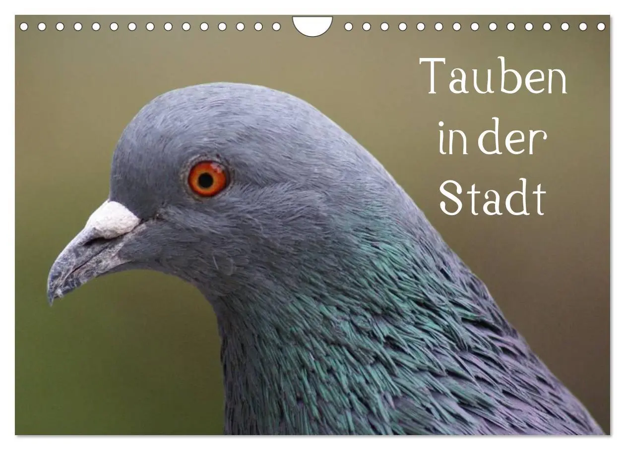 Cover: 9783516199659 | Tauben in der Stadt (Wandkalender 2026 DIN A4 quer), CALVENDO...