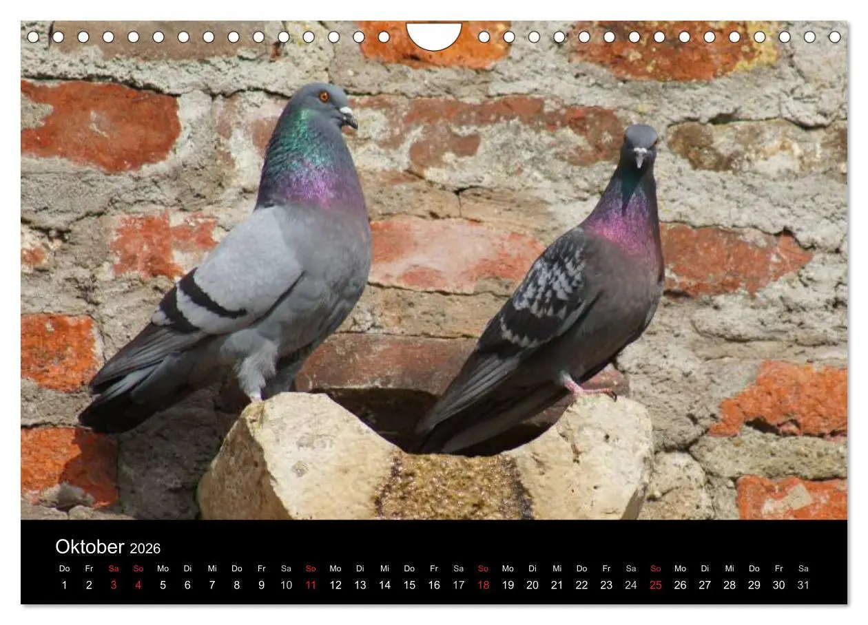 Bild: 9783516199659 | Tauben in der Stadt (Wandkalender 2026 DIN A4 quer), CALVENDO...