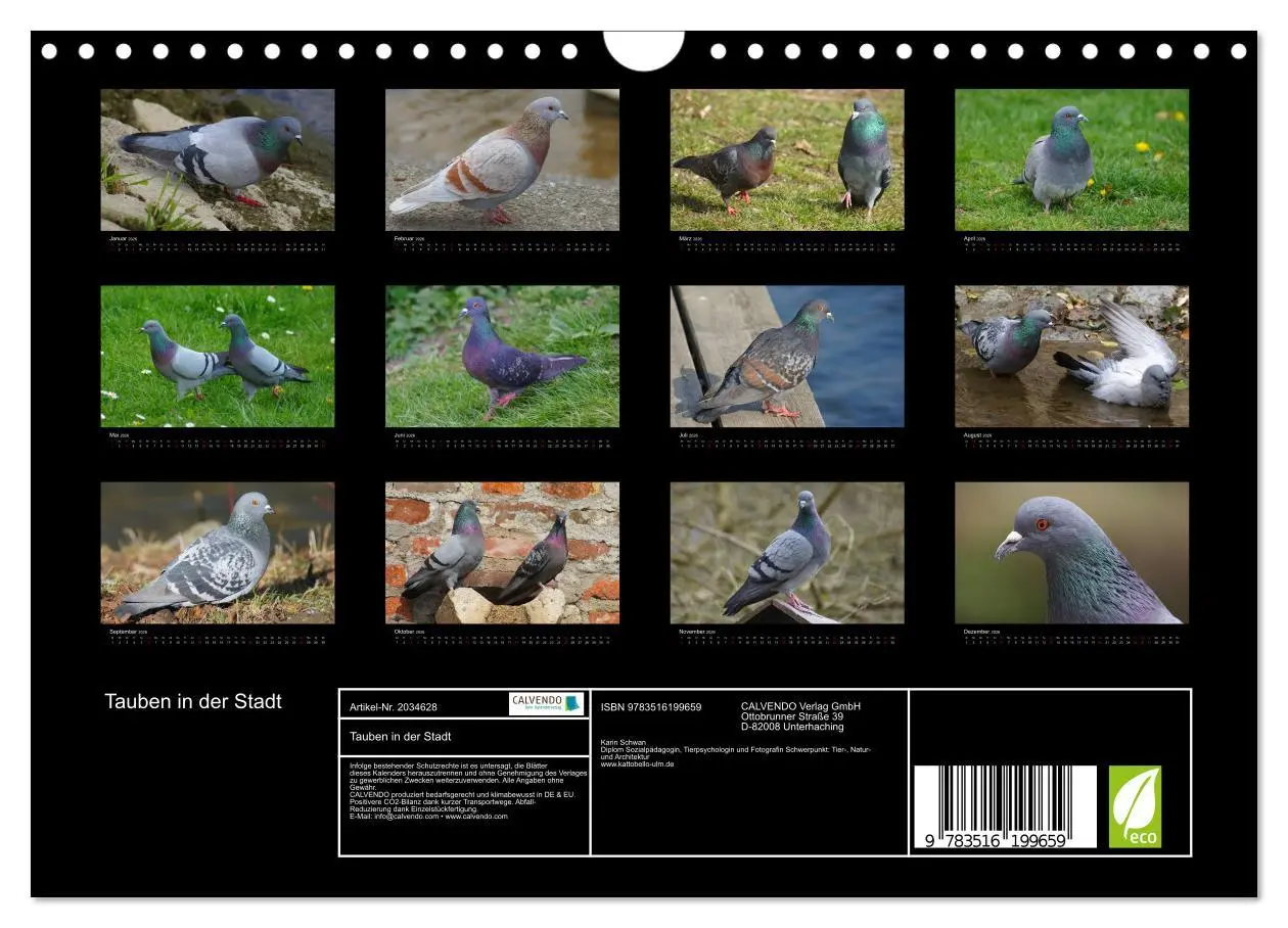 Bild: 9783516199659 | Tauben in der Stadt (Wandkalender 2026 DIN A4 quer), CALVENDO...