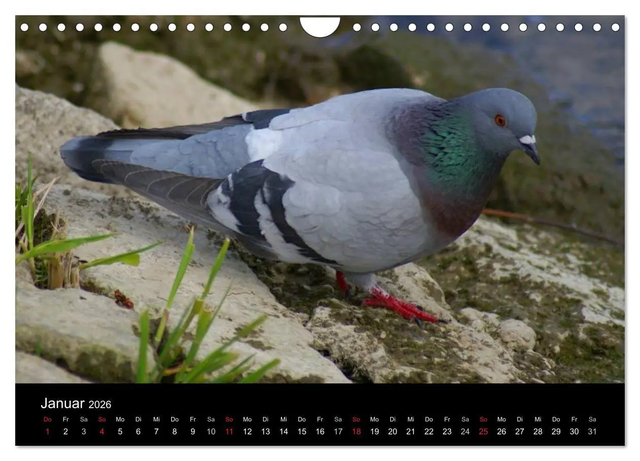 Bild: 9783516199659 | Tauben in der Stadt (Wandkalender 2026 DIN A4 quer), CALVENDO...