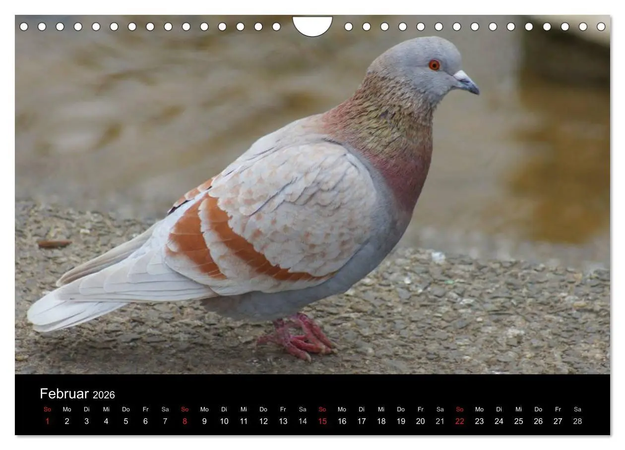Bild: 9783516199659 | Tauben in der Stadt (Wandkalender 2026 DIN A4 quer), CALVENDO...