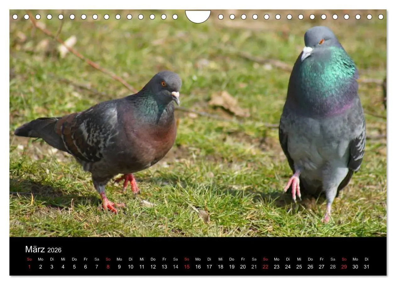 Bild: 9783516199659 | Tauben in der Stadt (Wandkalender 2026 DIN A4 quer), CALVENDO...