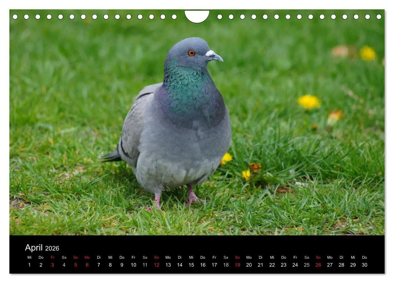 Bild: 9783516199659 | Tauben in der Stadt (Wandkalender 2026 DIN A4 quer), CALVENDO...