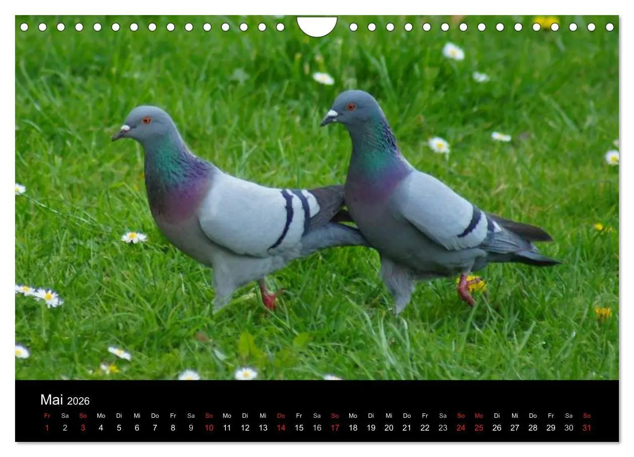 Bild: 9783516199659 | Tauben in der Stadt (Wandkalender 2026 DIN A4 quer), CALVENDO...