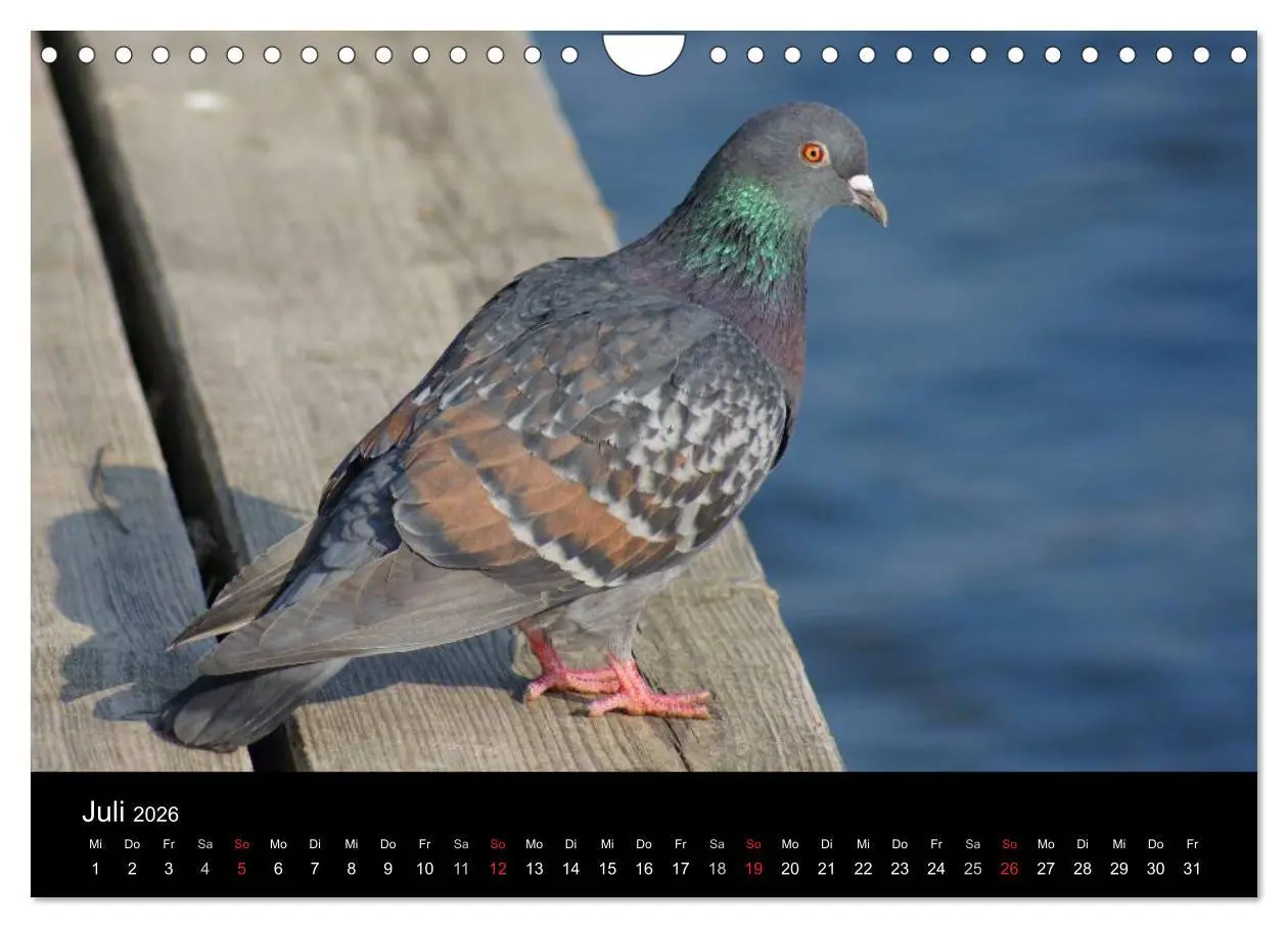 Bild: 9783516199659 | Tauben in der Stadt (Wandkalender 2026 DIN A4 quer), CALVENDO...