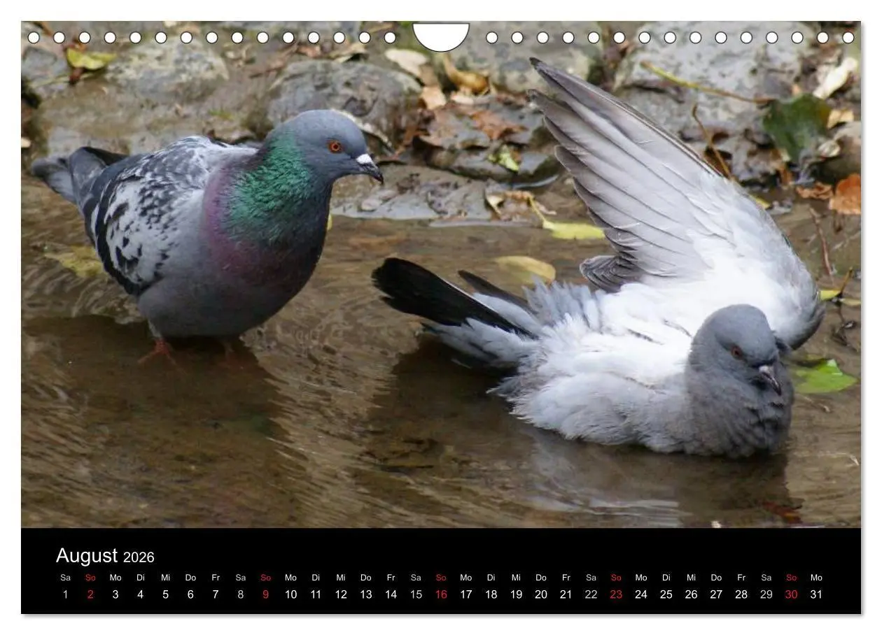 Bild: 9783516199659 | Tauben in der Stadt (Wandkalender 2026 DIN A4 quer), CALVENDO...