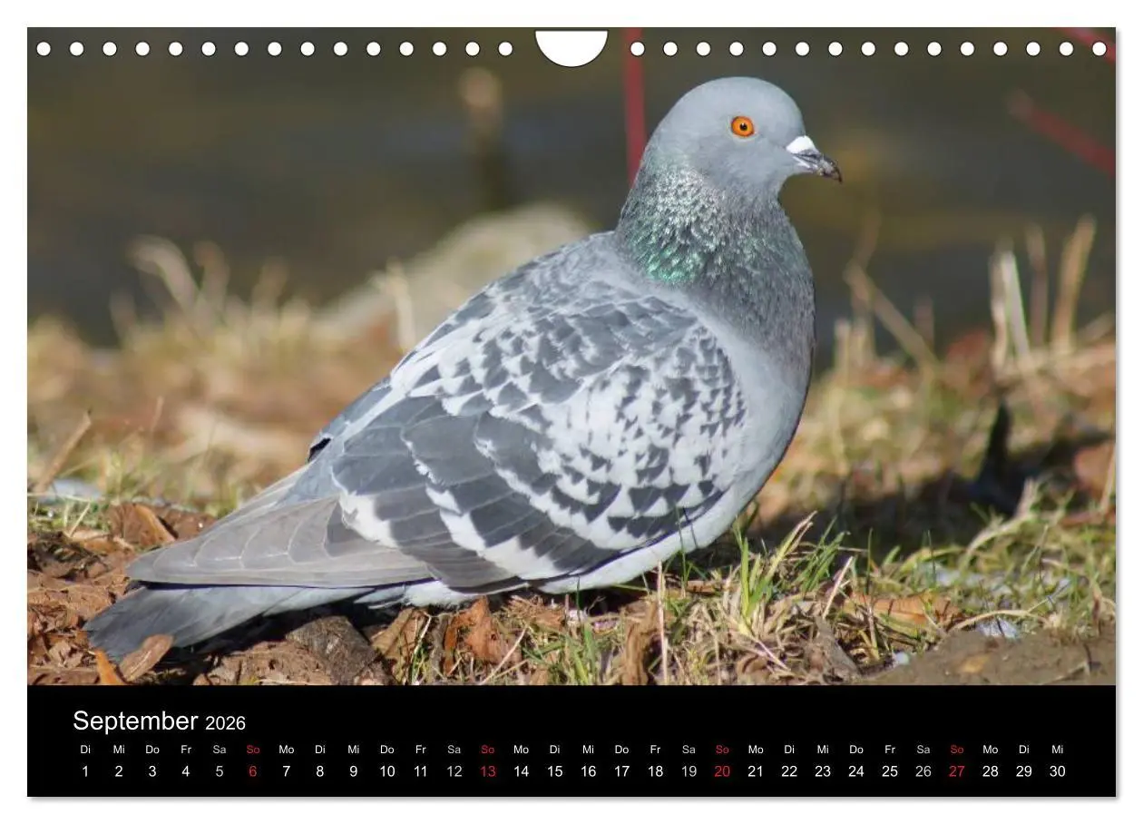 Bild: 9783516199659 | Tauben in der Stadt (Wandkalender 2026 DIN A4 quer), CALVENDO...