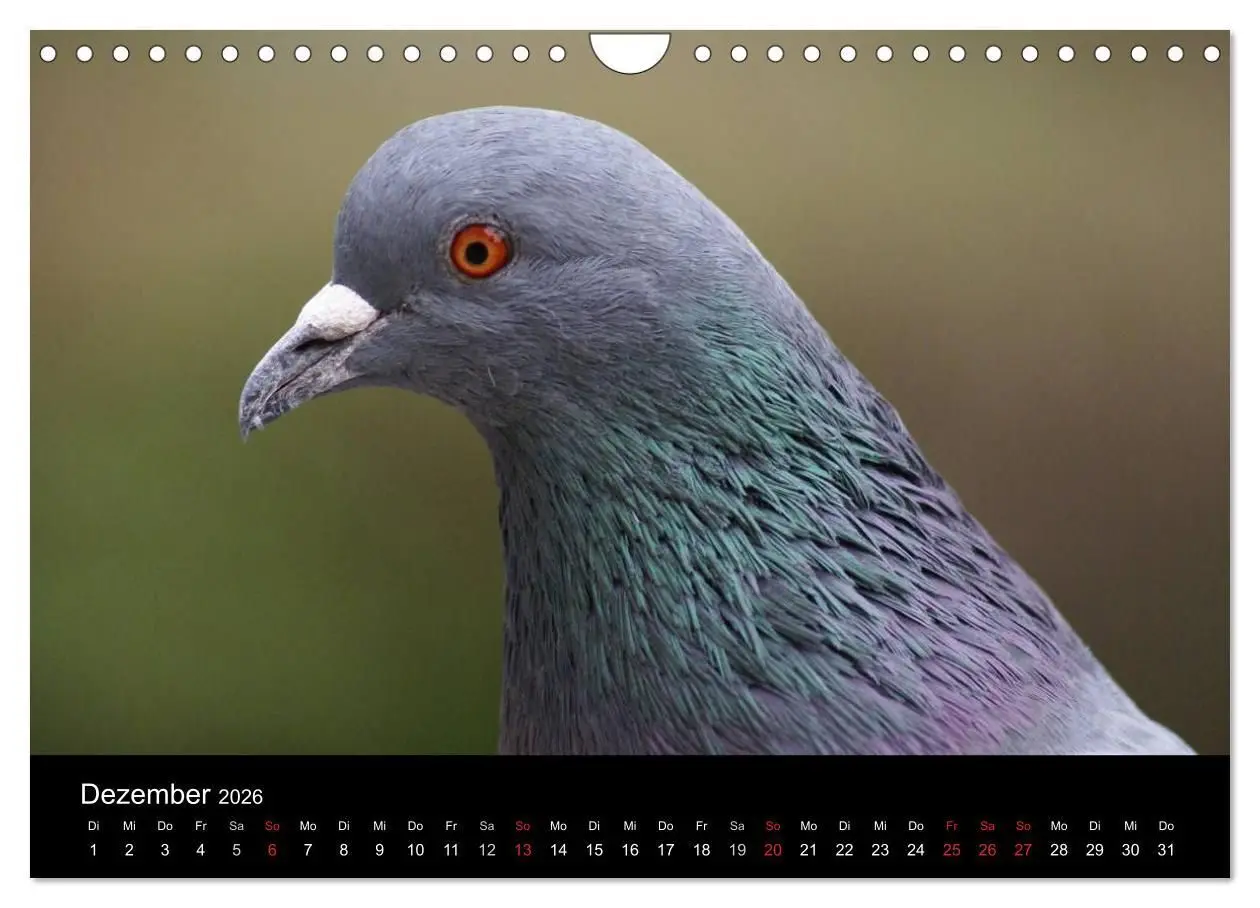 Bild: 9783516199659 | Tauben in der Stadt (Wandkalender 2026 DIN A4 quer), CALVENDO...
