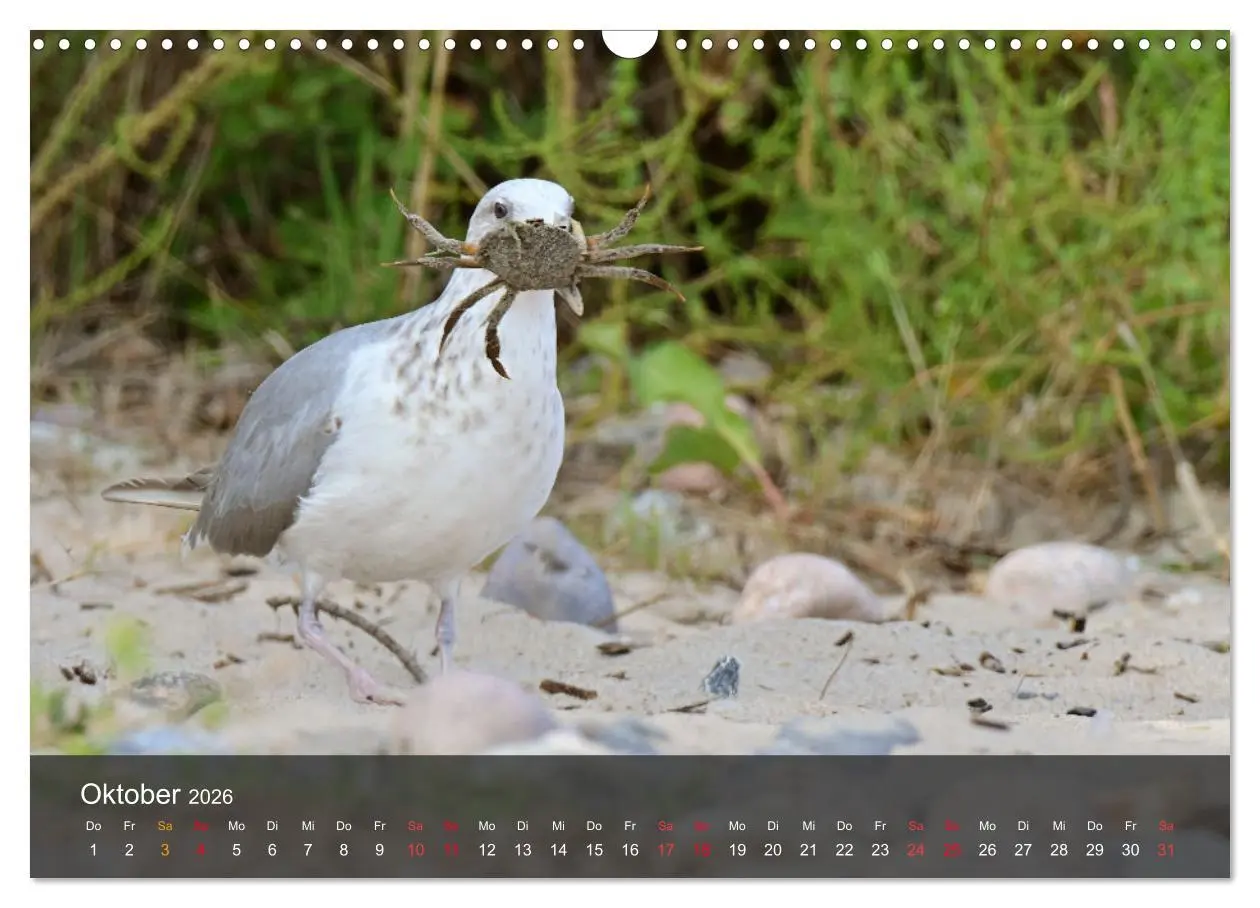 Bild: 9783457549759 | Strand und Küste - Möwen (Wandkalender 2026 DIN A3 quer), CALVENDO...
