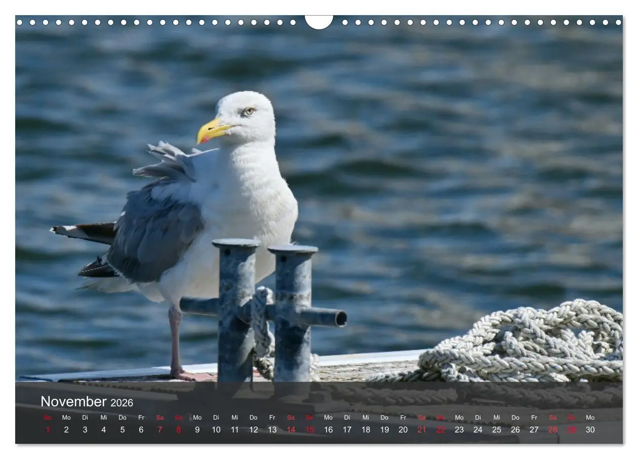 Bild: 9783457549759 | Strand und Küste - Möwen (Wandkalender 2026 DIN A3 quer), CALVENDO...