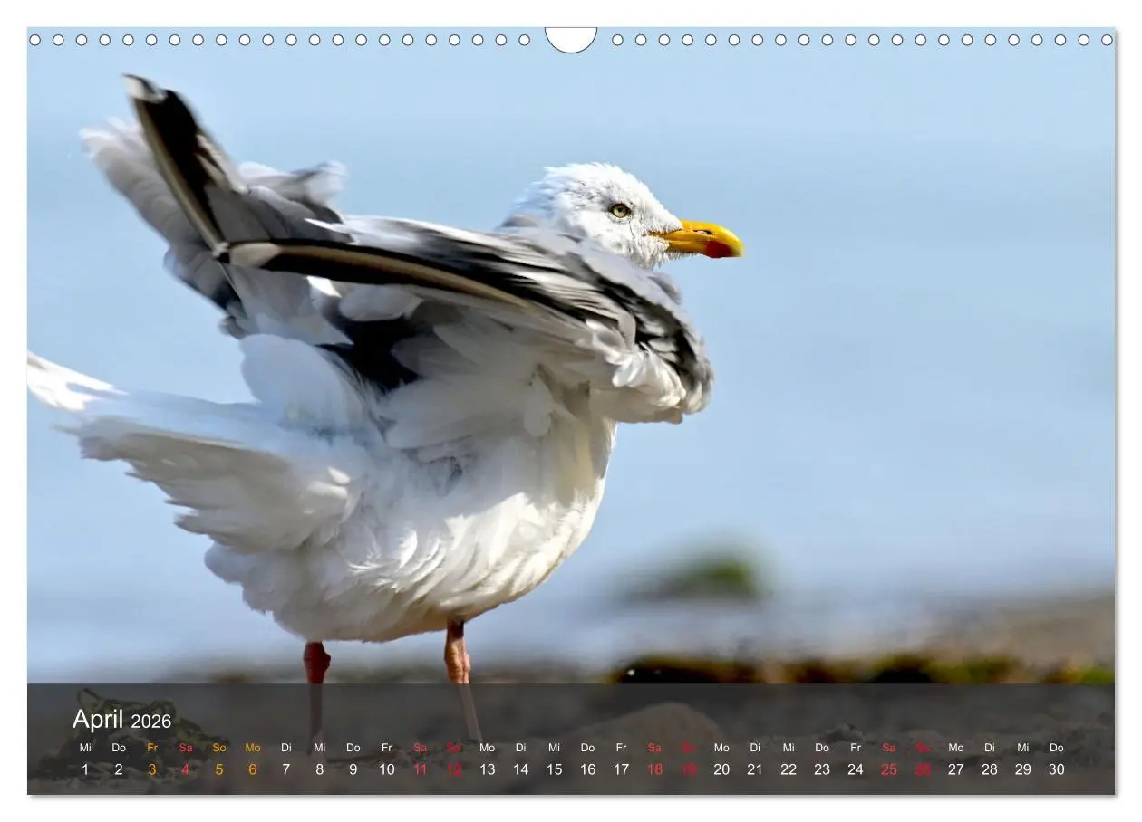 Bild: 9783457549759 | Strand und Küste - Möwen (Wandkalender 2026 DIN A3 quer), CALVENDO...