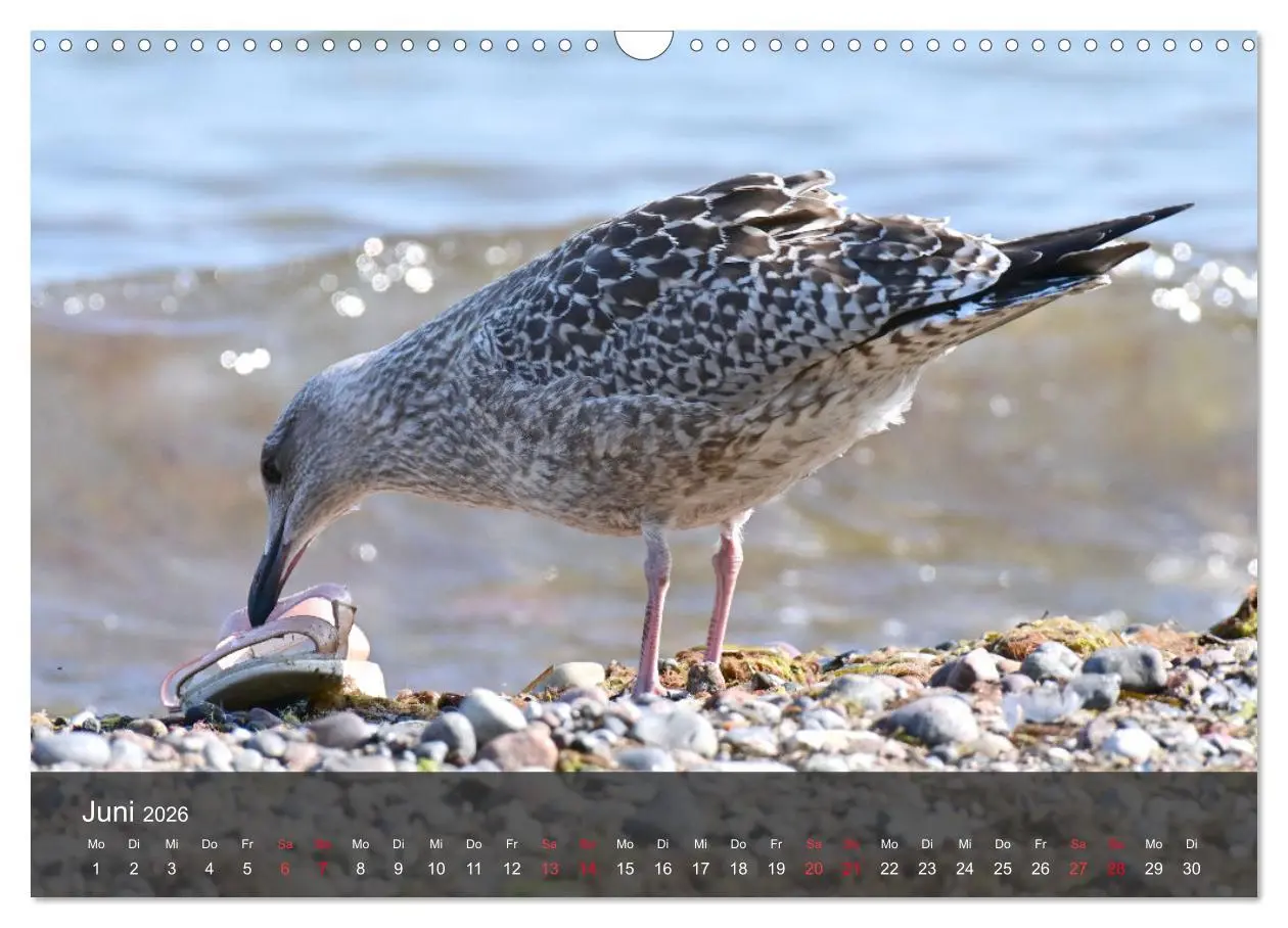 Bild: 9783457549759 | Strand und Küste - Möwen (Wandkalender 2026 DIN A3 quer), CALVENDO...