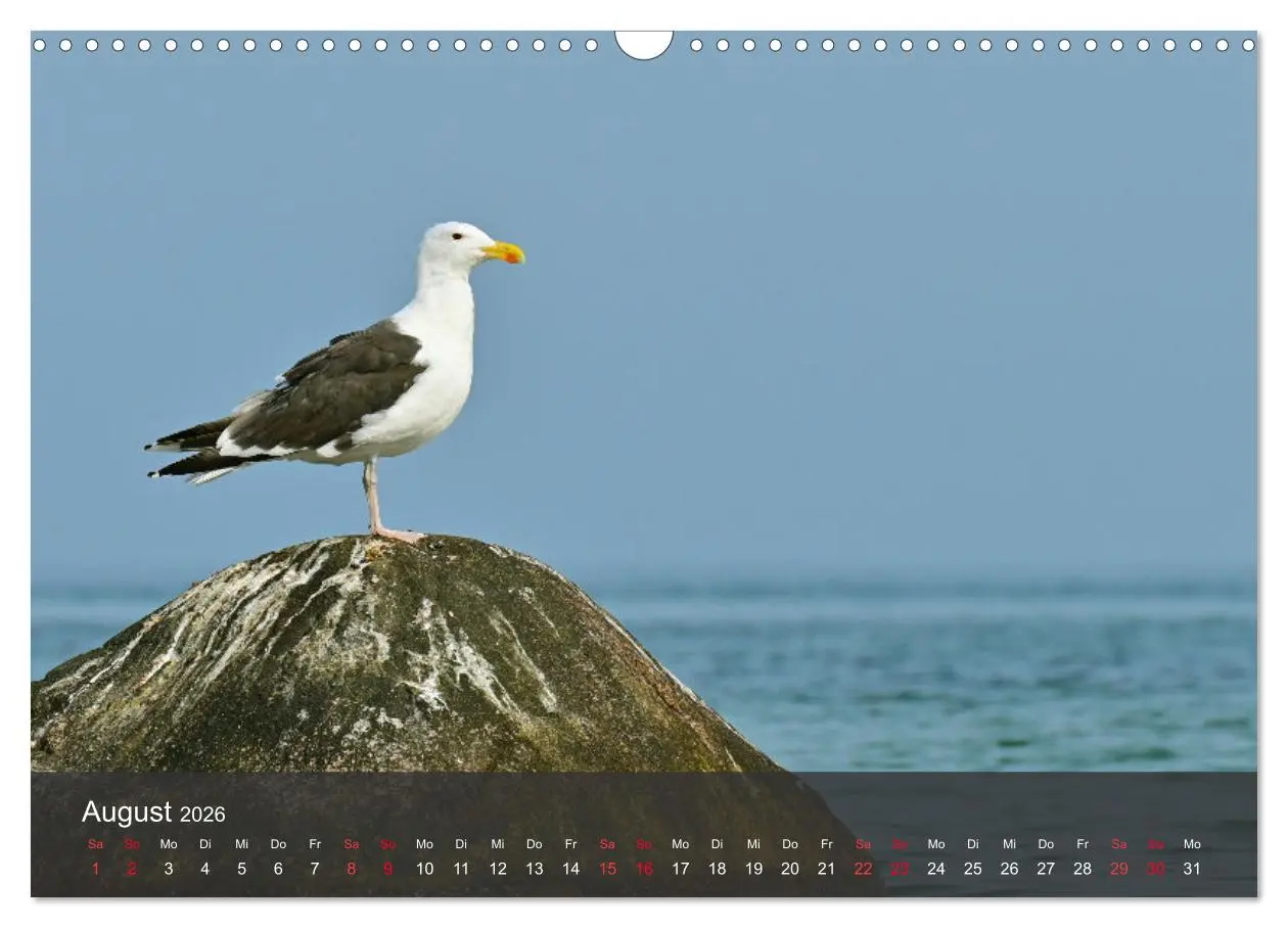 Bild: 9783457549759 | Strand und Küste - Möwen (Wandkalender 2026 DIN A3 quer), CALVENDO...