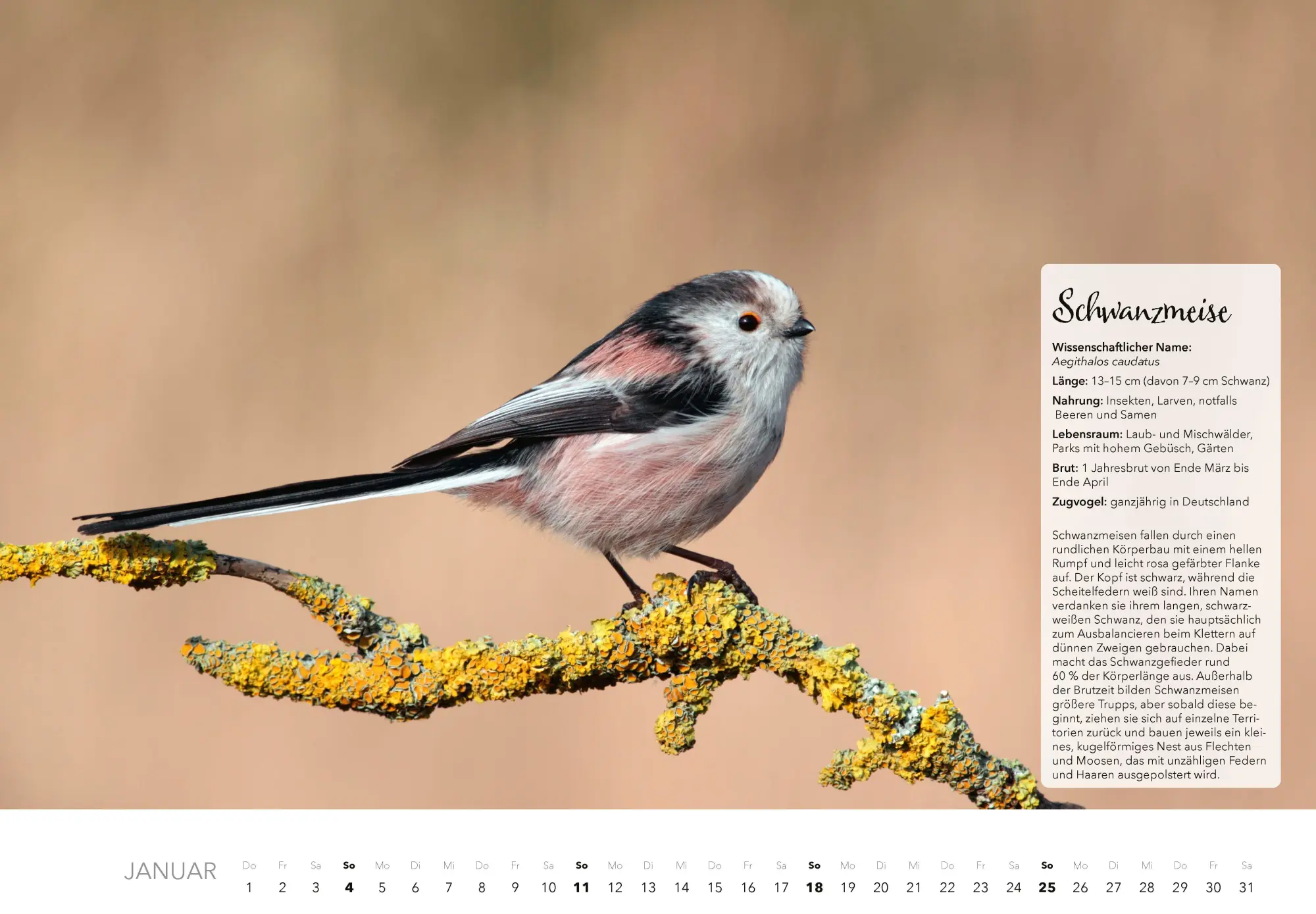 Bild: 9783966649759 | Unsere Gartenvögel Kalender 2026 | Kalender | 14 S. | Deutsch | 2026